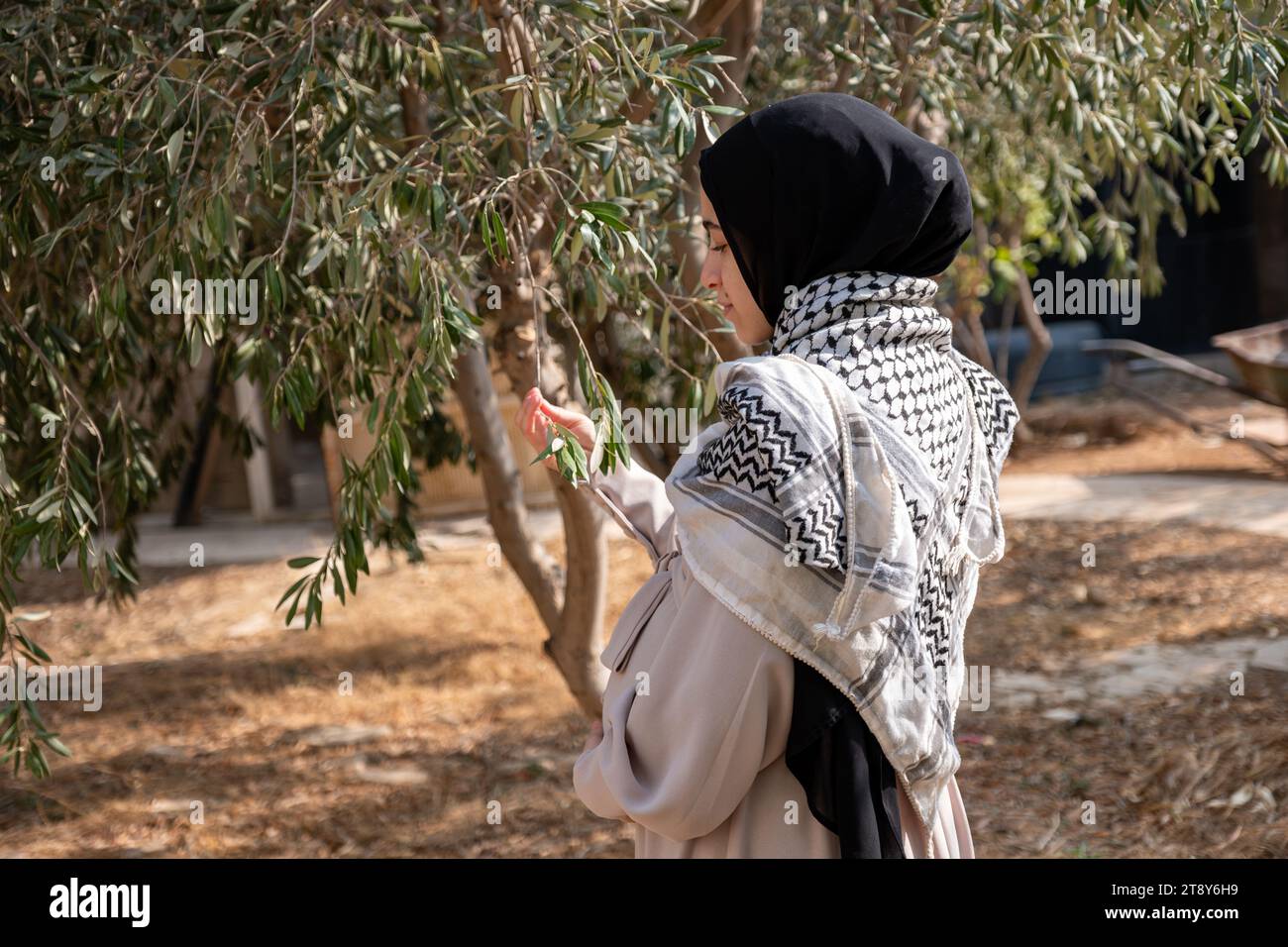 Female holding branch of olive tree while wearing palestinian keffiyeh in the field Stock Photo