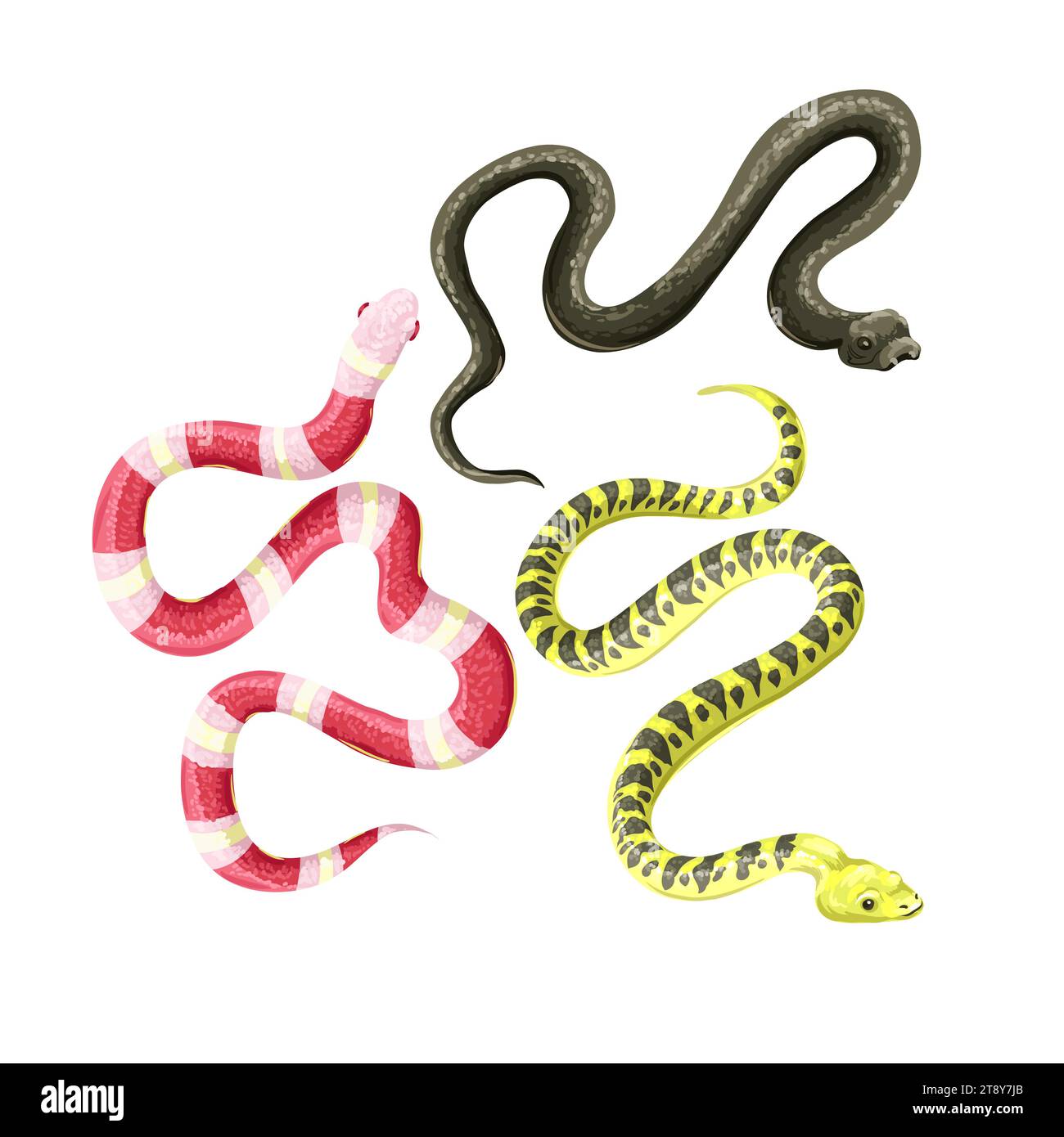 Different snakes isolated on the white background. Vector Stock Vector ...