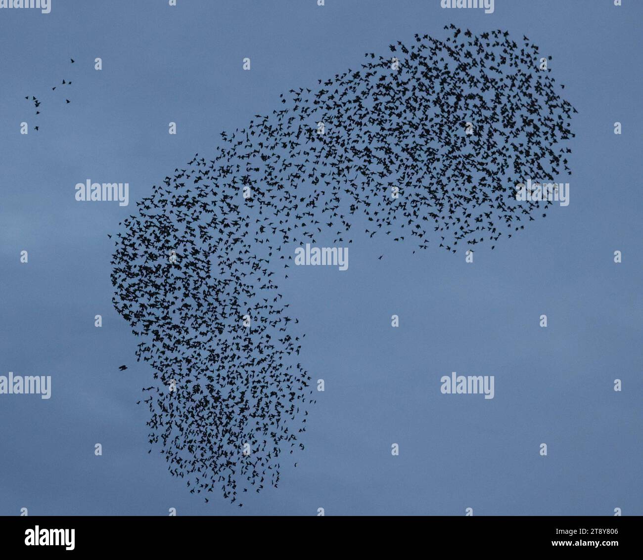 Aghalee, County Antrim, Northern Ireland, UK. 21st Nov 2023. UK autumn murmuration - a murmuration of starlings at dusk in November being attacked by a bird of prey. Credit: David Hunter/Alamy Live News. Stock Photo