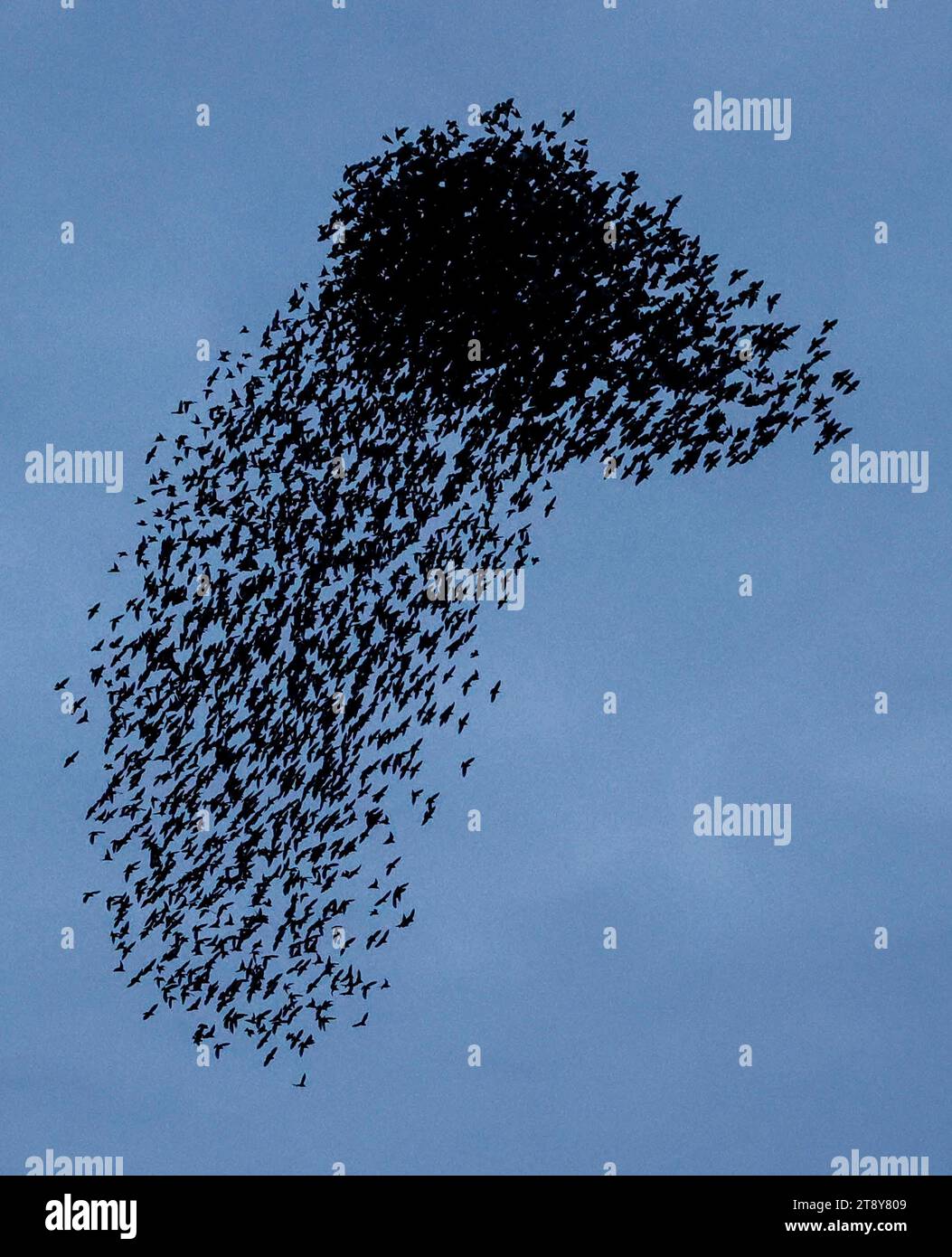 Aghalee, County Antrim, Northern Ireland, UK. 21st Nov 2023. UK autumn murmuration - a murmuration of starlings at dusk in November being attacked by a bird of prey. Credit: David Hunter/Alamy Live News. Stock Photo