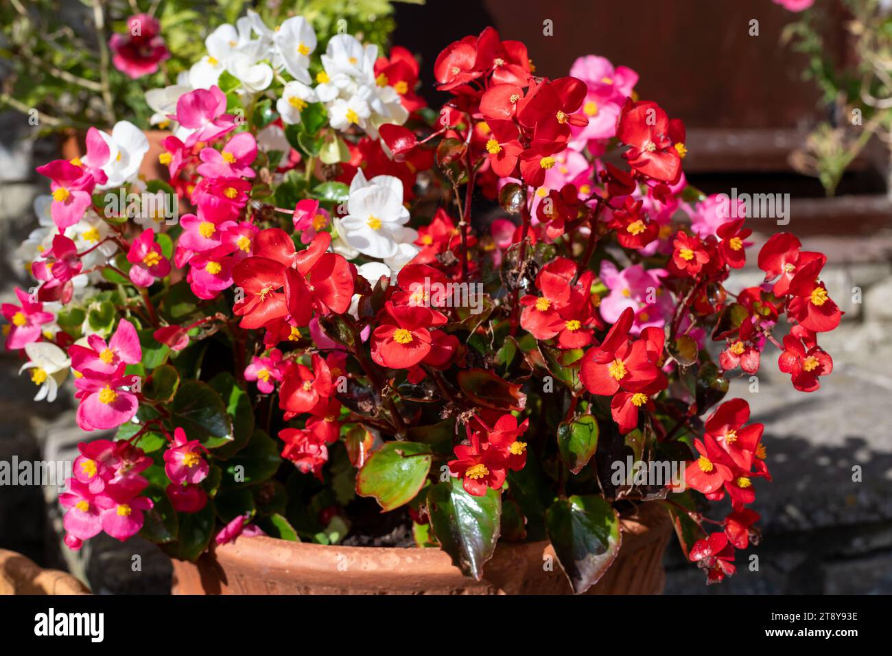 Close up of begonia flowers in a flower pot Stock Photo