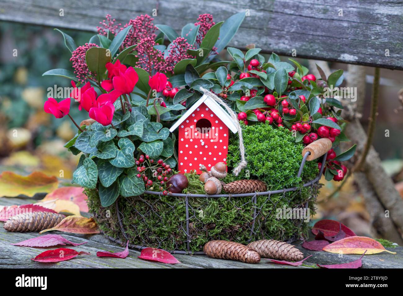 basket with red cyclamen, shrub veronica, gaultheria, skimmia japonica and decvorative birdhouse in autumn garden Stock Photo