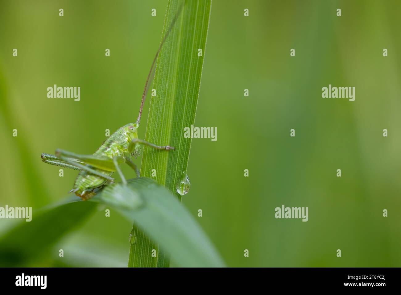 beautiful macro shot of a green grasshopper on a green grass with a green background. Horizontal and copy space Stock Photo