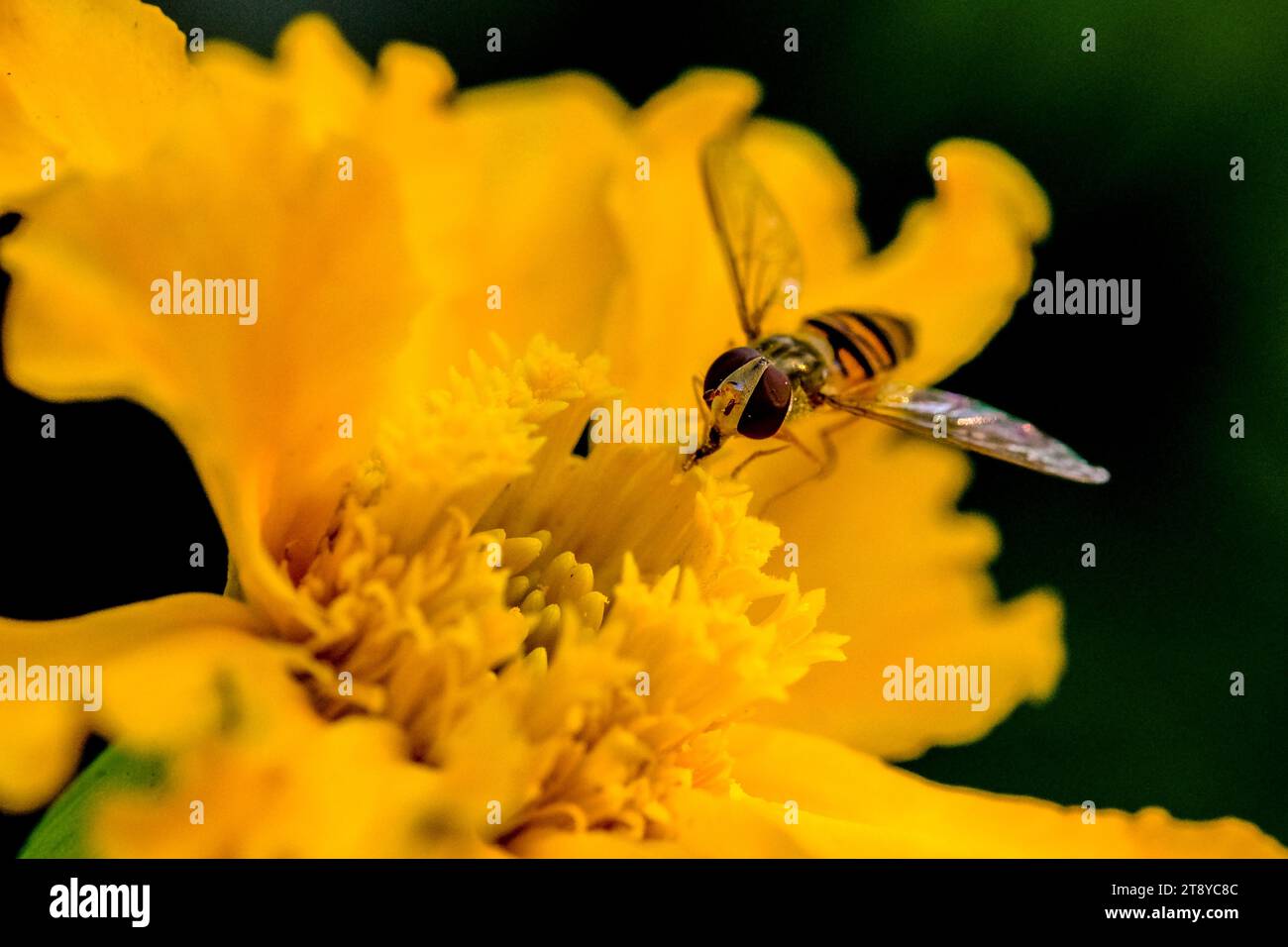 Close-up of wild bumblebees looking for food, taken in Germany on a sunny day. Stock Photo