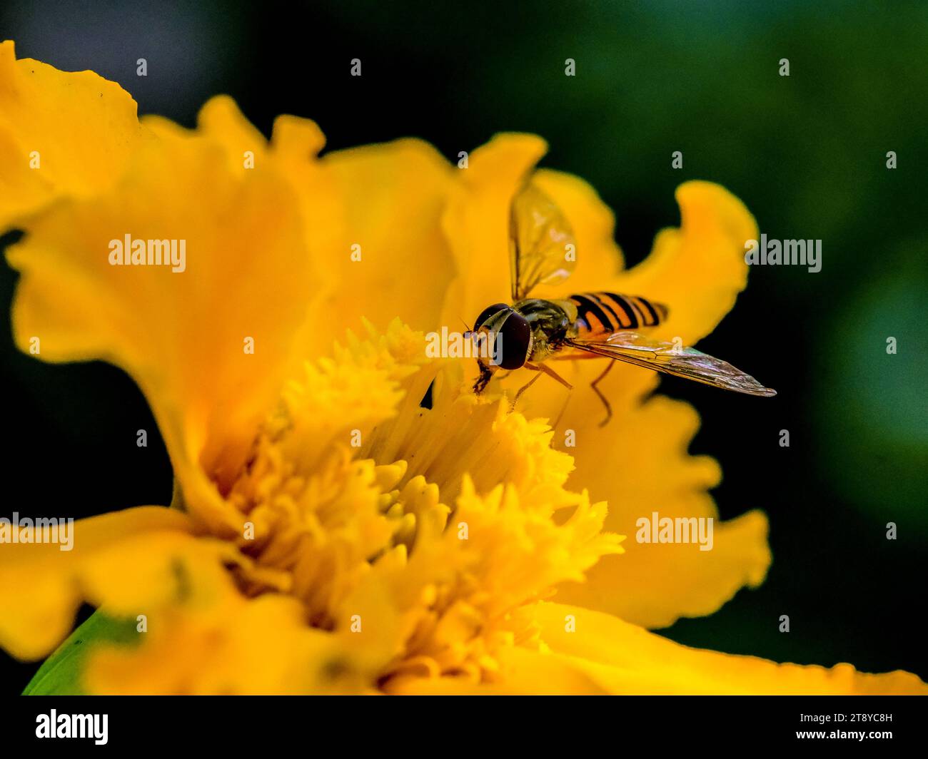 Close-up of wild bumblebees looking for food, taken in Germany on a sunny day. Stock Photo