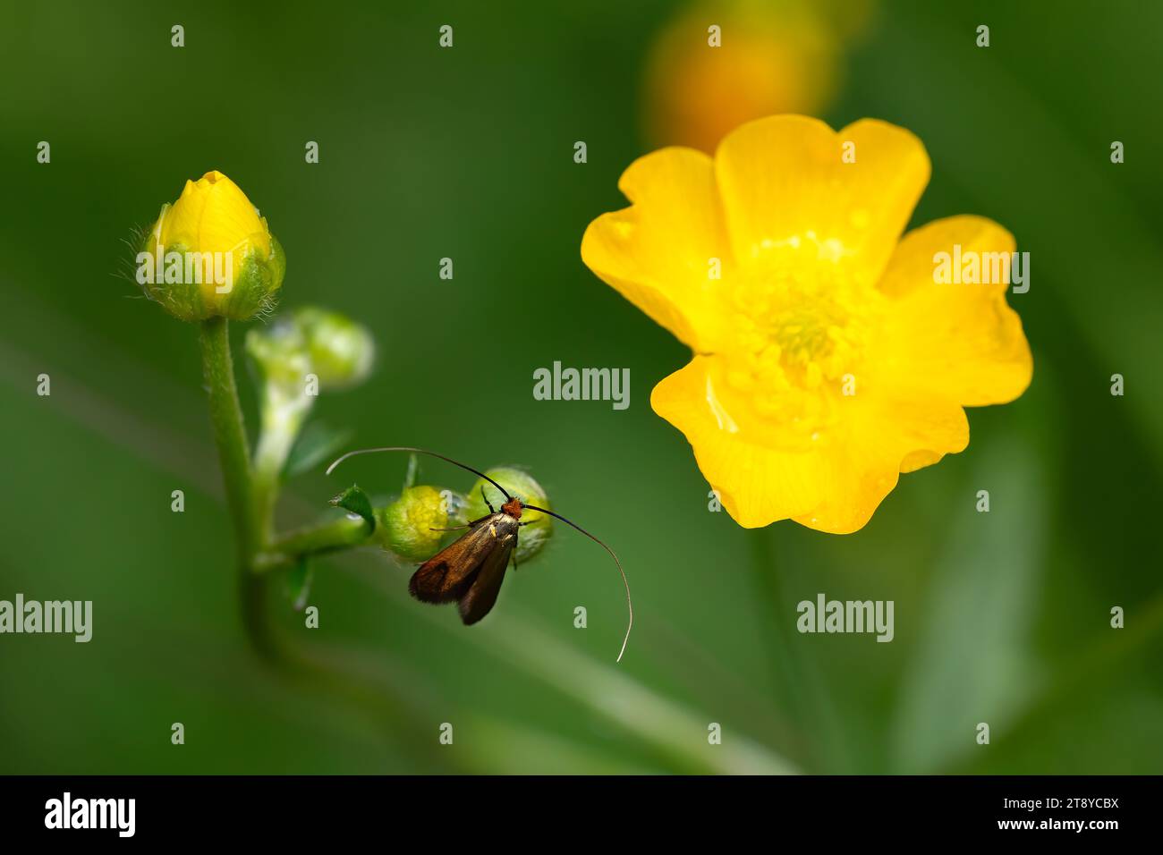 Adelidae butterfly perched on yellow field flowers, horizontal macro nature photograph. Copy Space. Stock Photo
