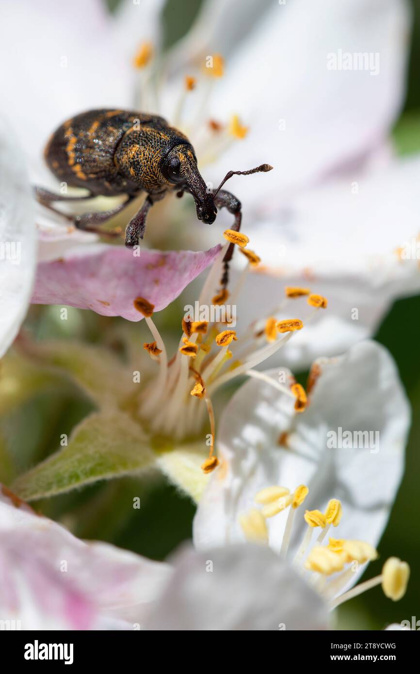Vertical Insects Vertical insect hi-res stock photography and images - Alamy