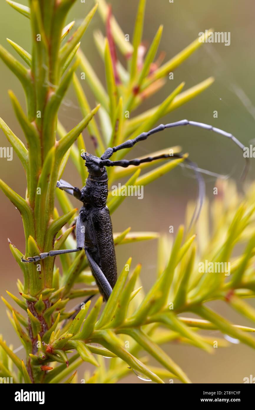 capricorn beetle perched on a pine branch in a vertical macro photograph with a green background where its shiny black colour stands out. Copy Space. Stock Photo