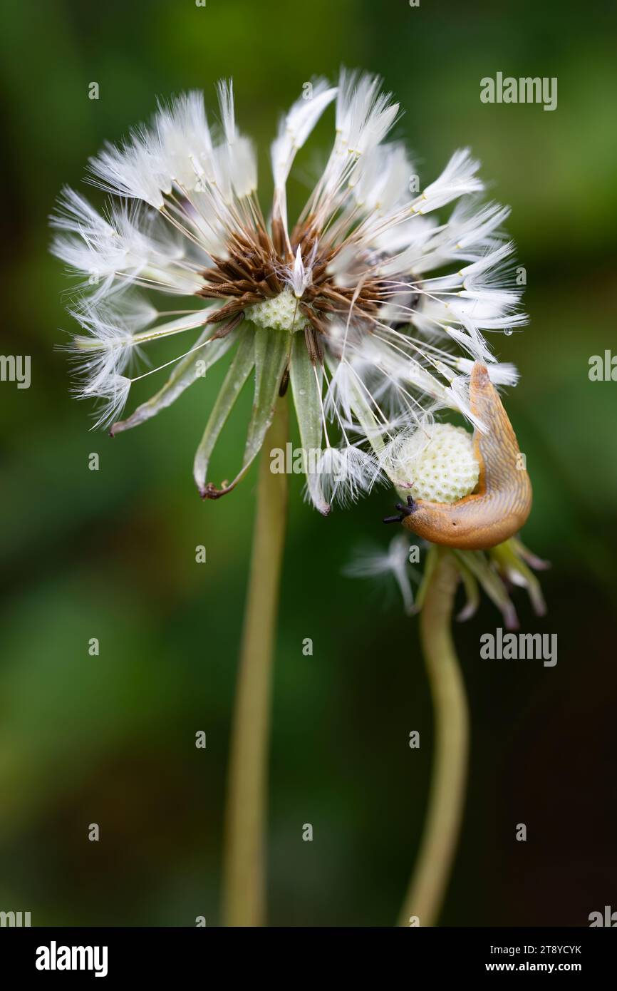 two dandelion flowers with dew and a slug in their petals. vertical macro photography of flora and fauna. Copy space. Stock Photo