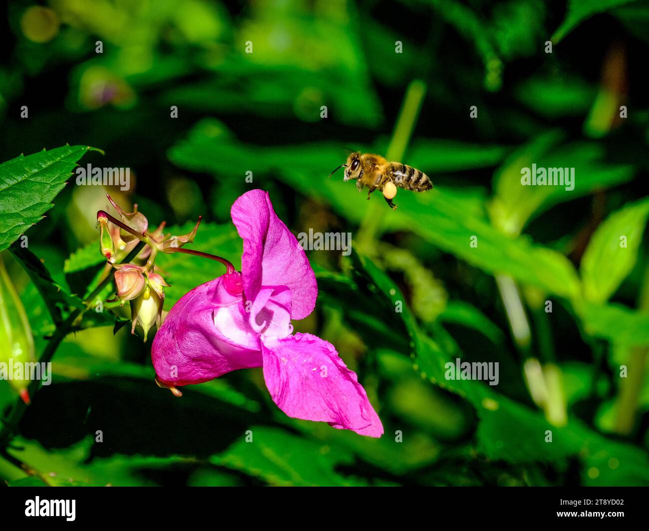 Close-up of wild bumblebees looking for food, taken in Germany on a sunny day. Stock Photo