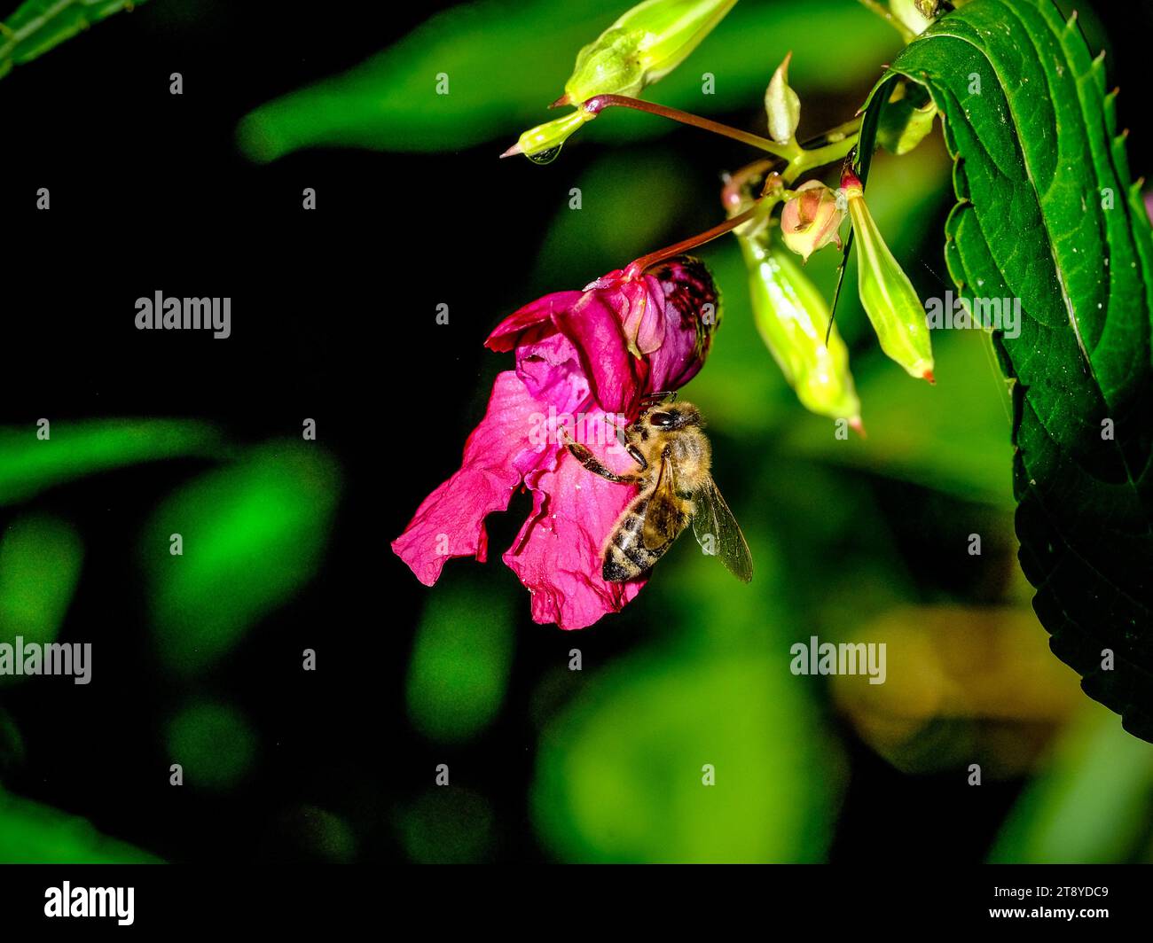 Close-up of wild bumblebees looking for food, taken in Germany on a sunny day. Stock Photo