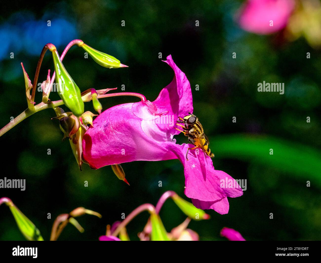 Close-up of wild bumblebees looking for food, taken in Germany on a sunny day. Stock Photo