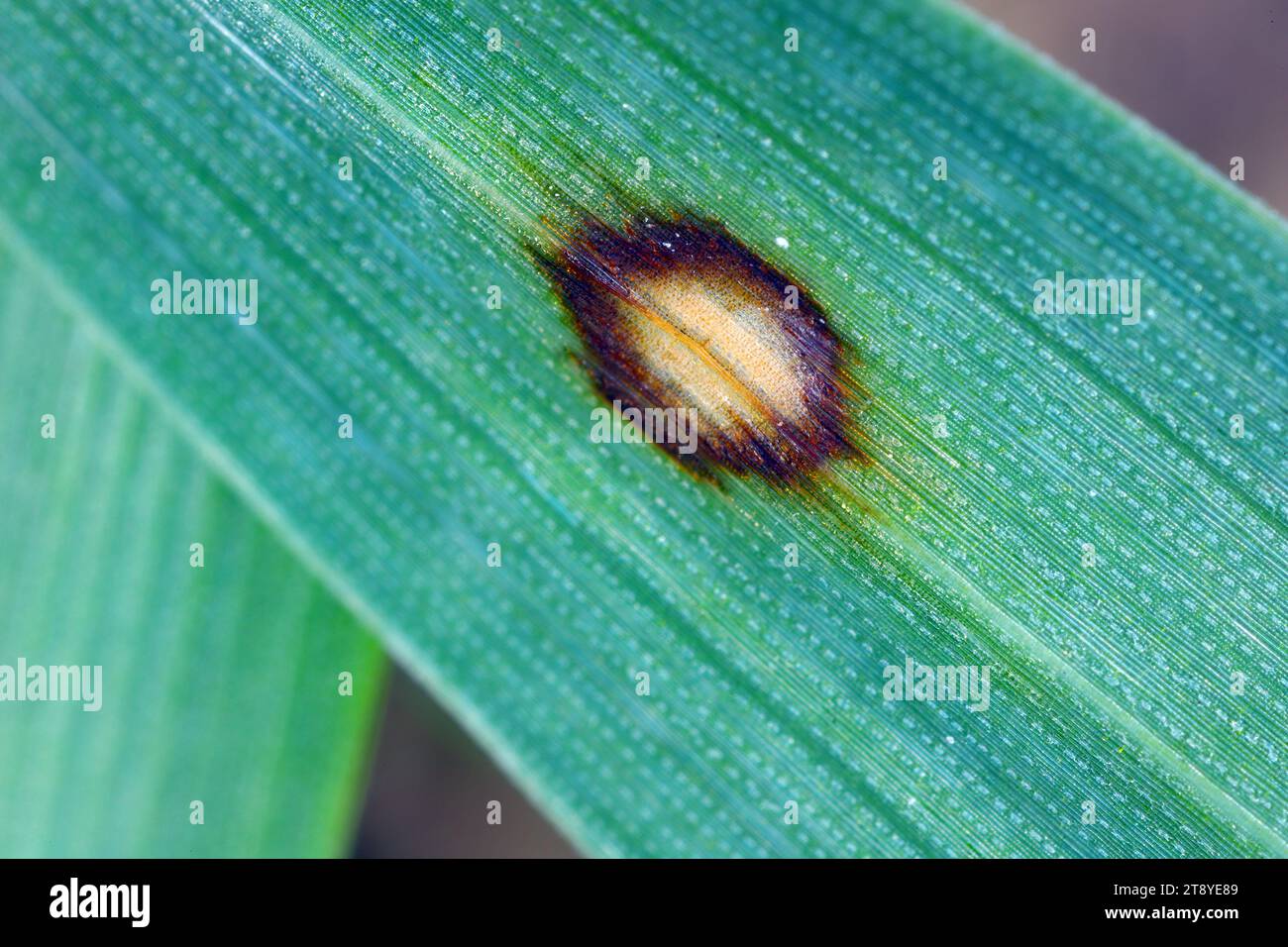 Scald symptoms. Common disease of barley in temperate regions. It is