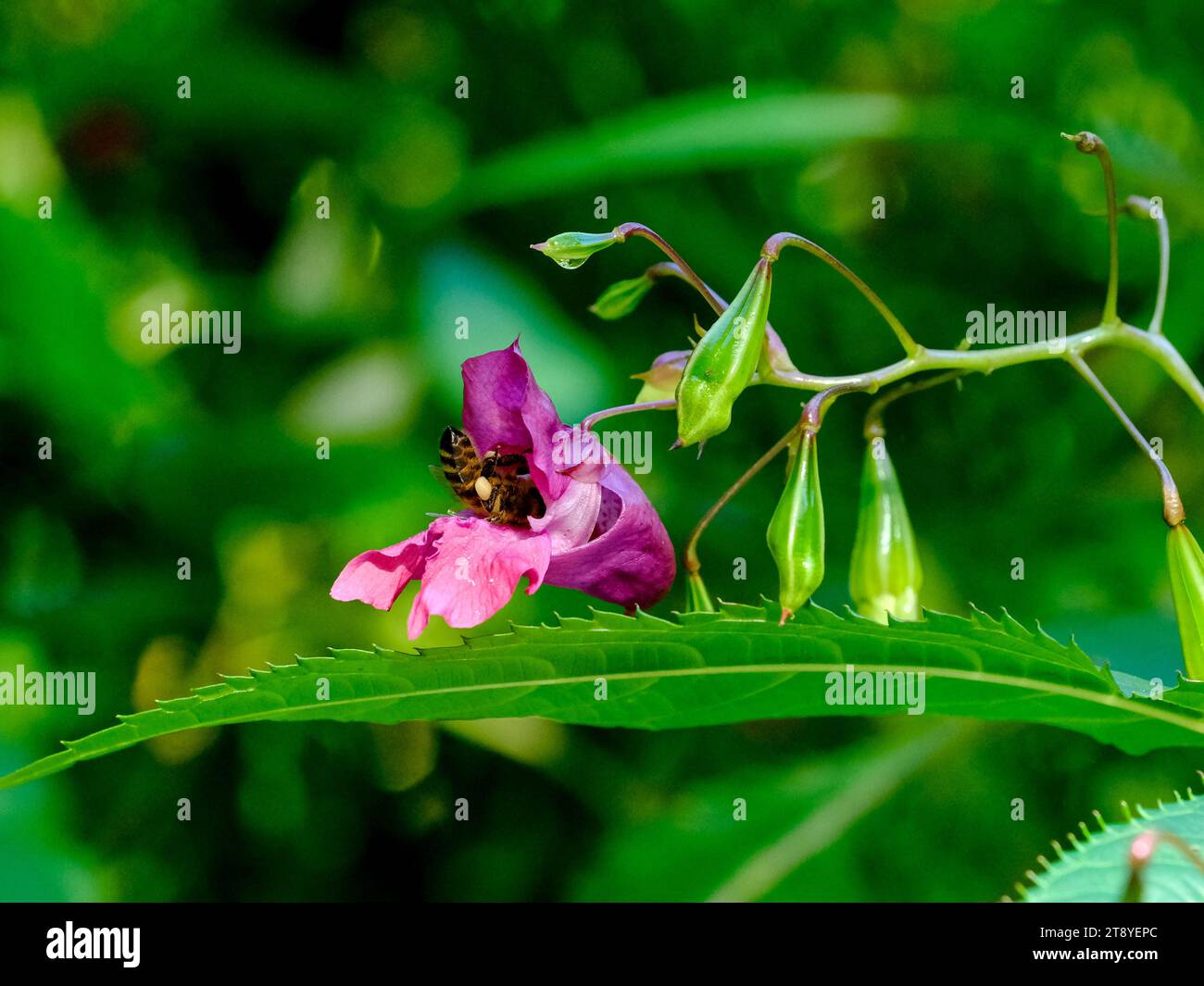 Close-up of wild bumblebees looking for food, taken in Germany on a sunny day. Stock Photo