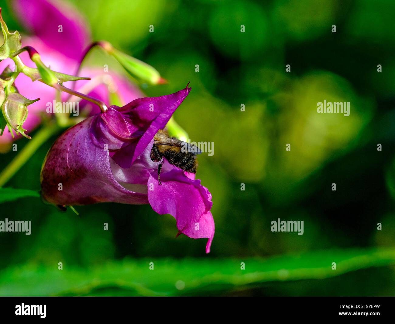 Close-up of wild bumblebees looking for food, taken in Germany on a sunny day. Stock Photo