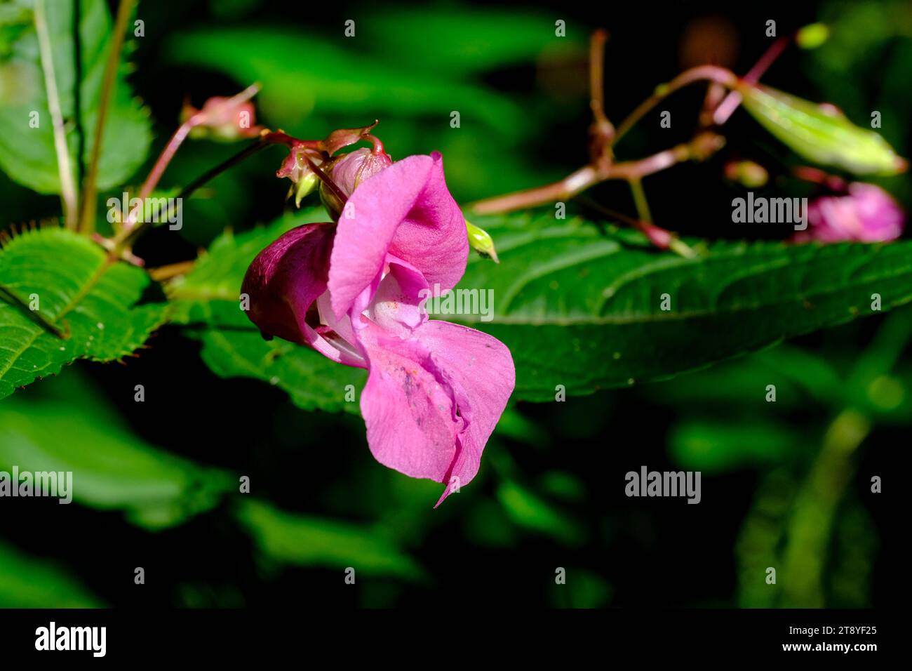 Close-up of wild bumblebees looking for food, taken in Germany on a sunny day. Stock Photo