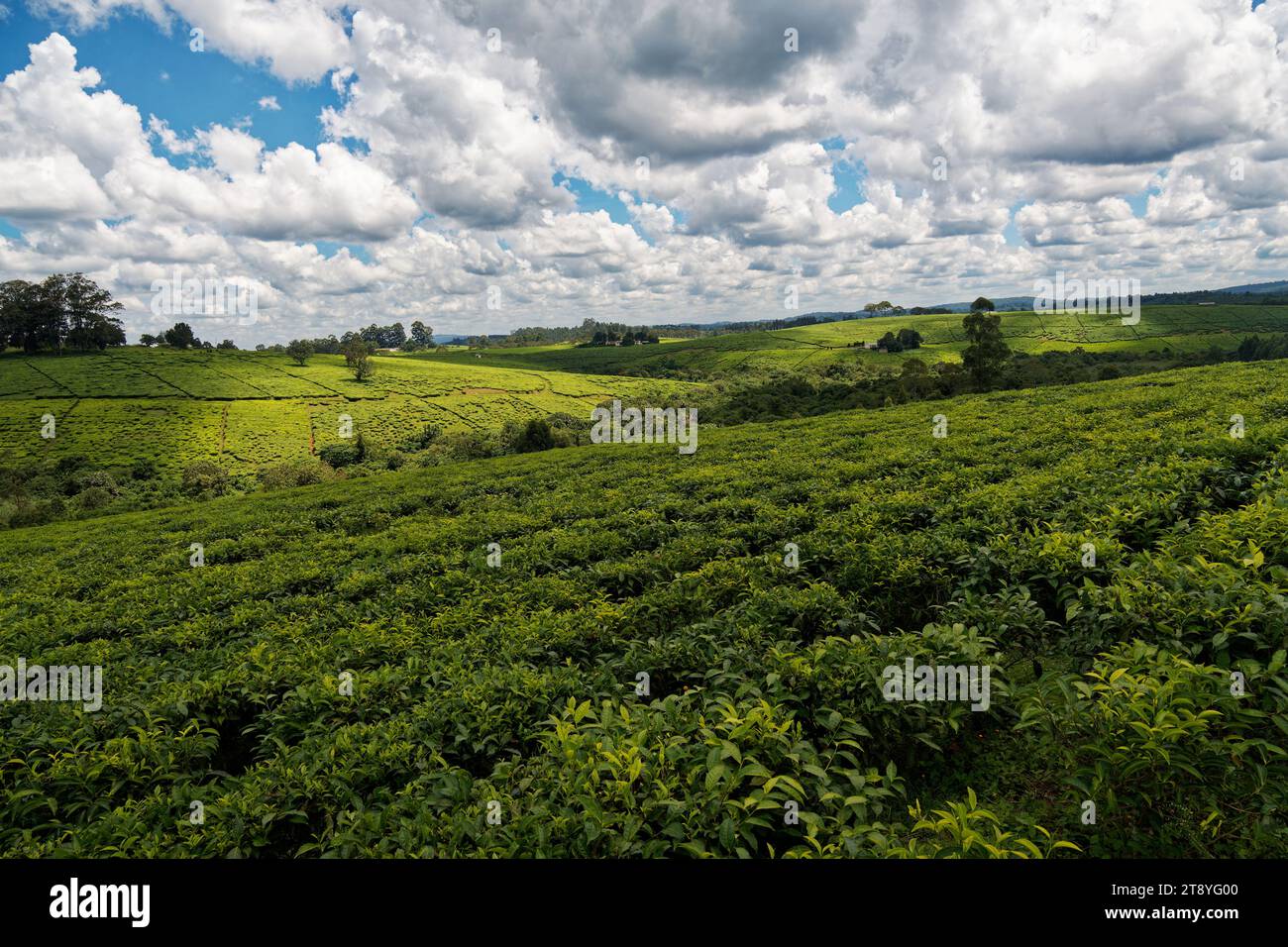 Landscape of Tea plantation in Uganda Africa, green fields with tea plant, detail of tea plant, blue sky with clouds, important export product. Stock Photo