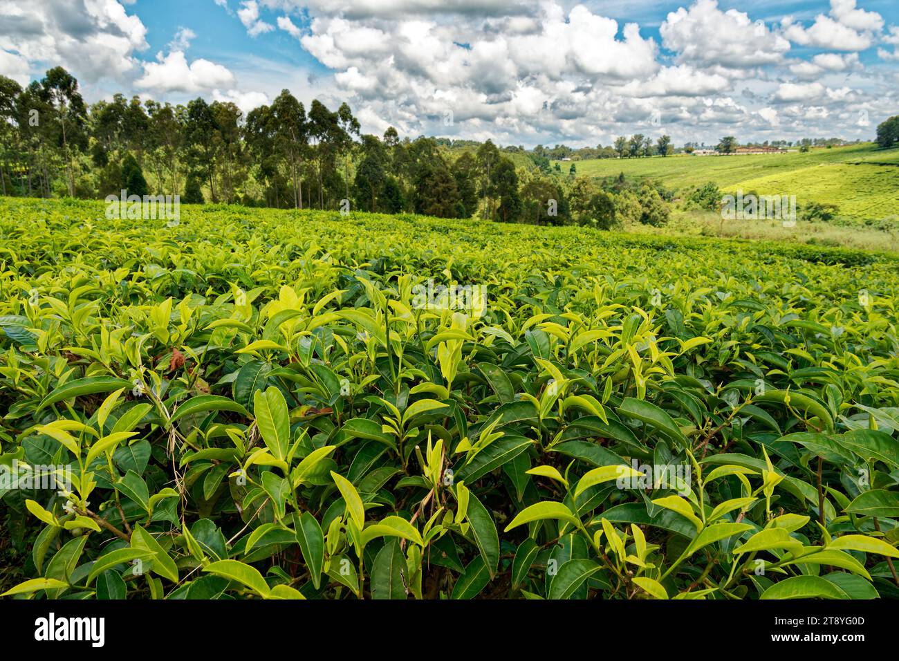 Landscape of Tea plantation in Uganda Africa, green fields with tea plant, detail of tea plant, blue sky with clouds, important export product. Stock Photo