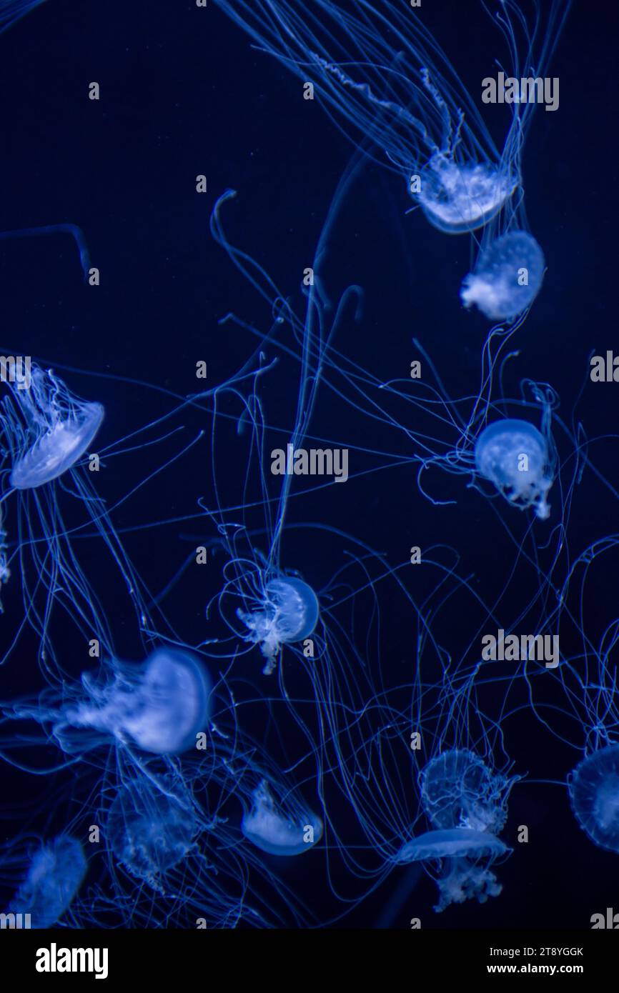 Dancing small Jellyfish swimming under water Stock Photo - Alamy