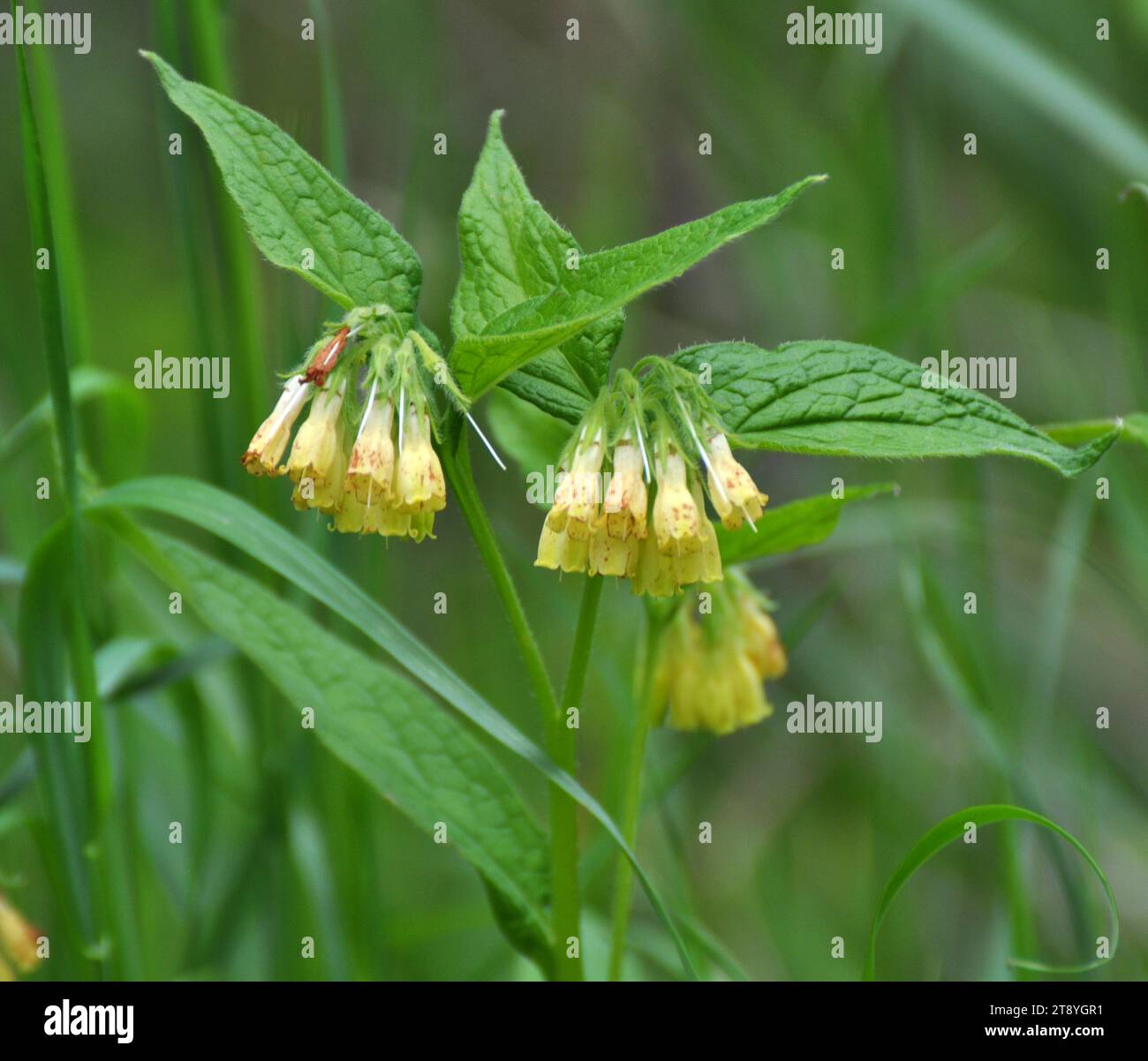 Yellow comfrey small cupped (Symphytum microcalyx) blooms in the forest among wild grasses Stock Photo