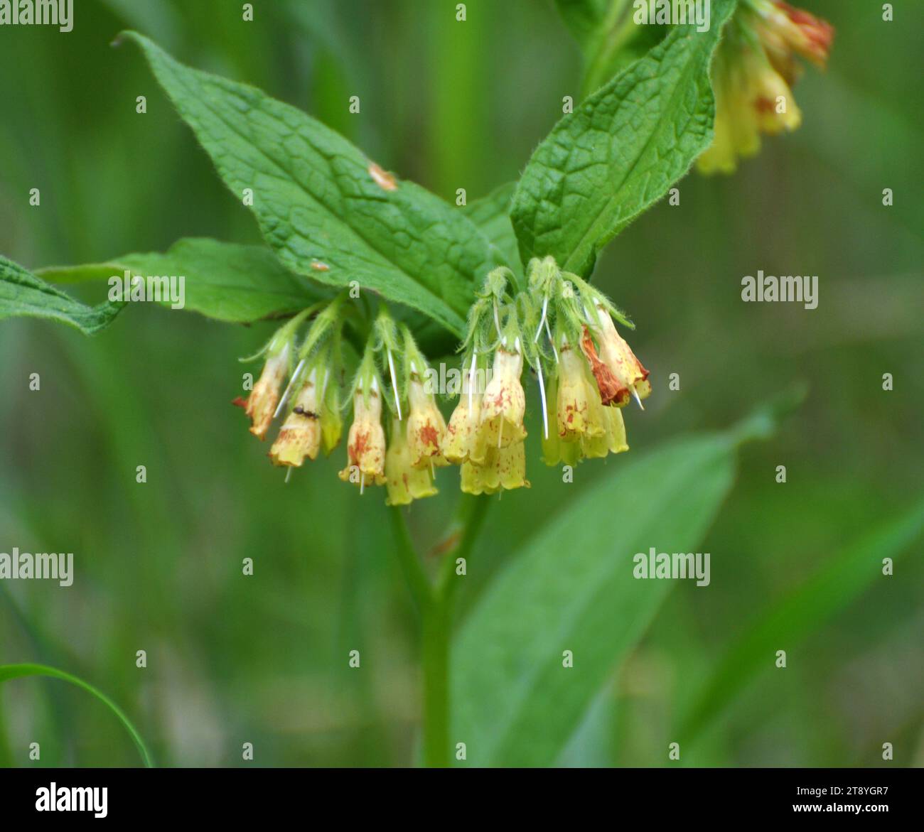 Yellow comfrey small cupped (Symphytum microcalyx) blooms in the forest among wild grasses Stock Photo