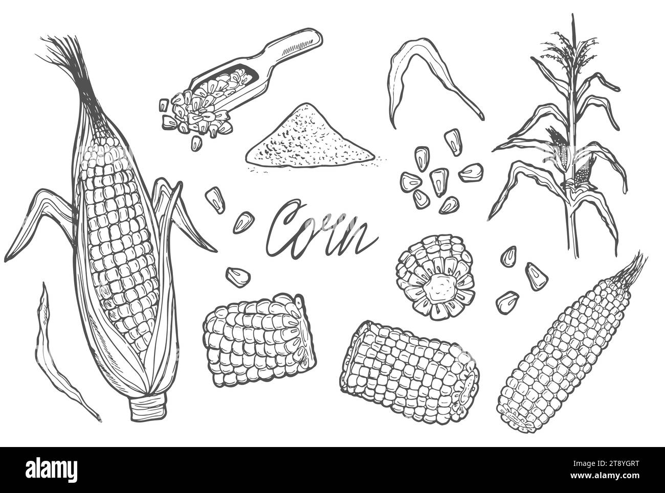 Doodle Corn cobs, grain, corn flour, corn seeds vector sketch