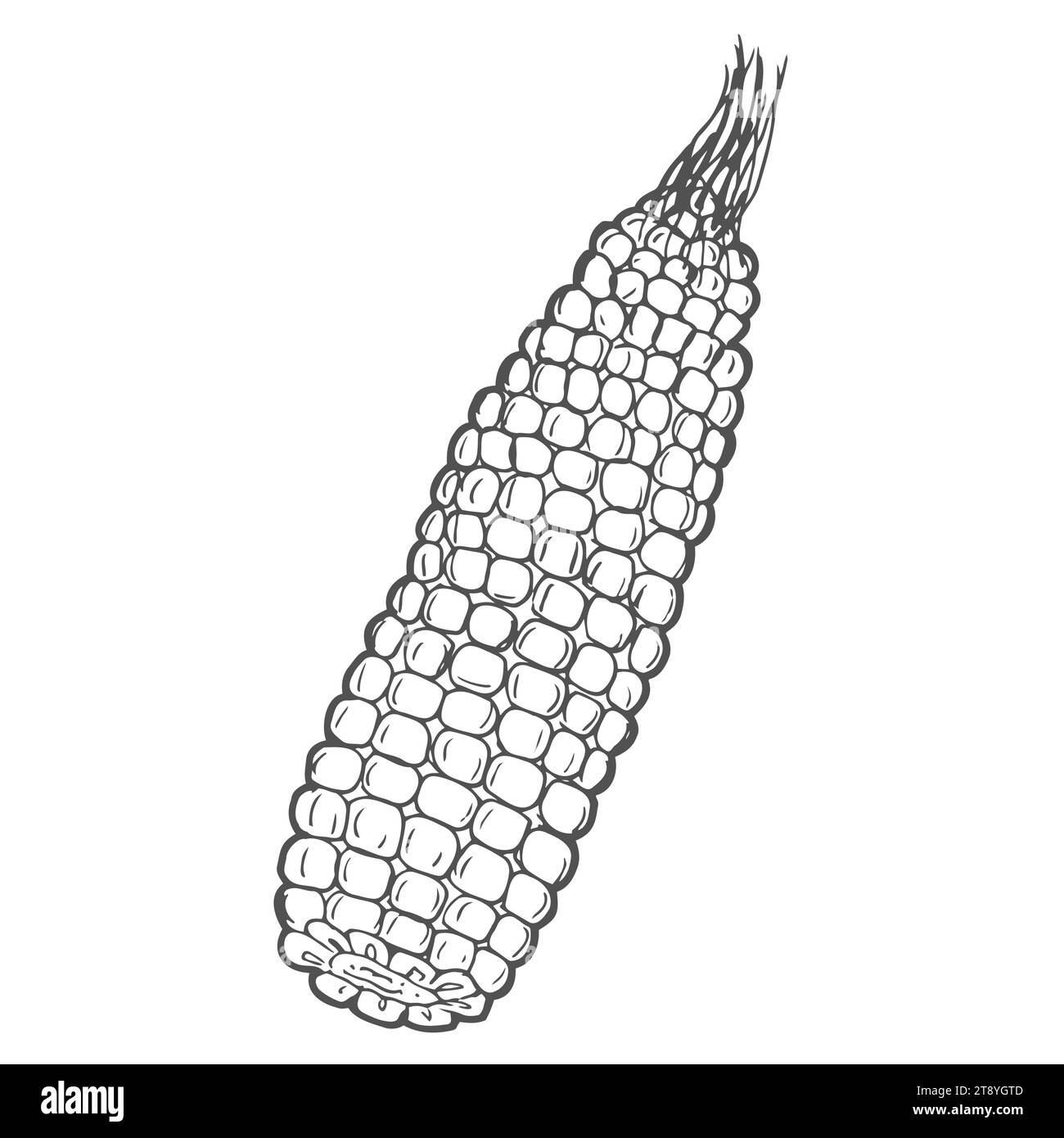 Hand drawn autumn corn doodle colorless illustrations. ute vector ...