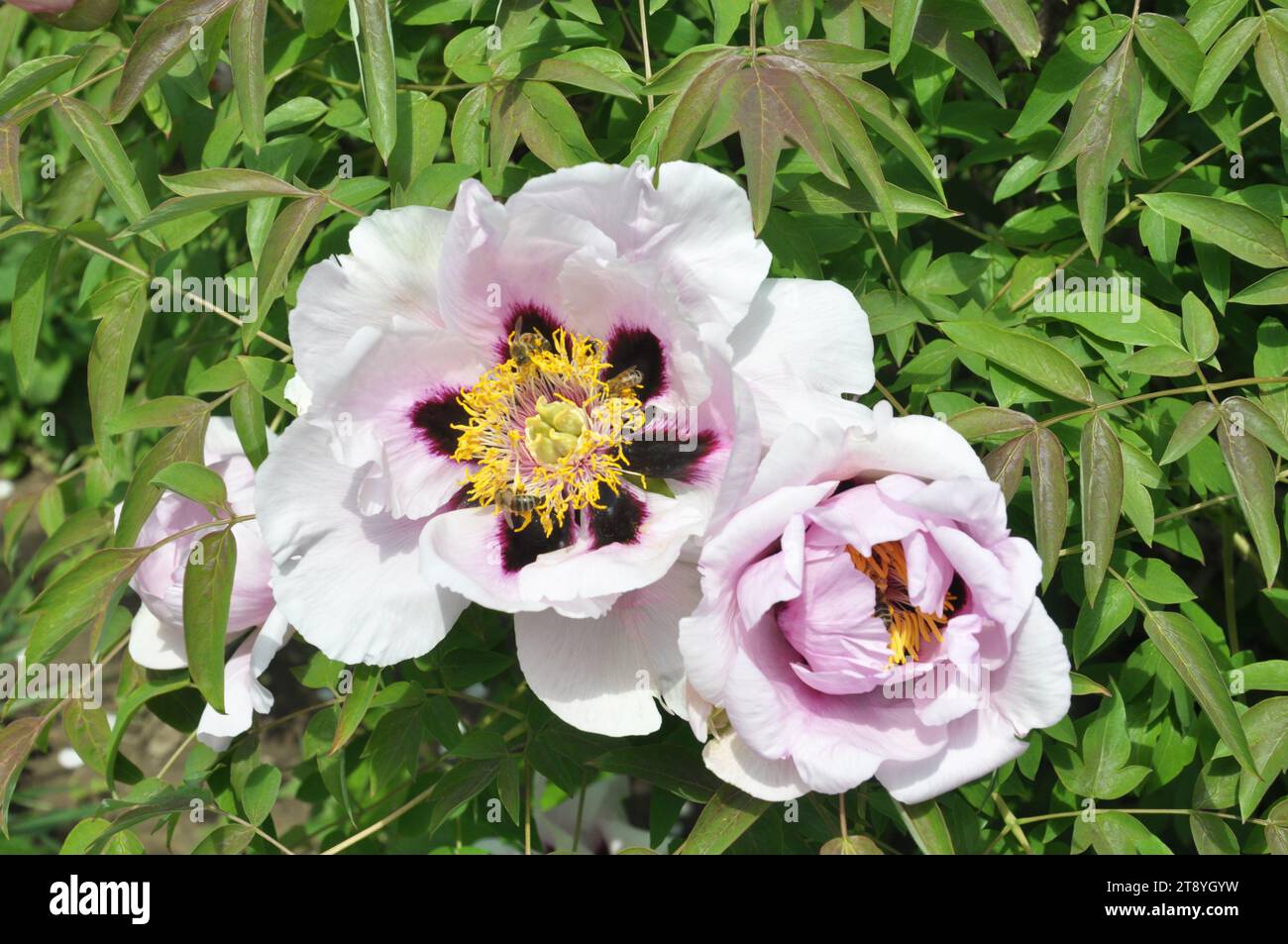 In the spring in the garden on the flowerbed peony tree-like (Paeonia suffruticosa). Stock Photo