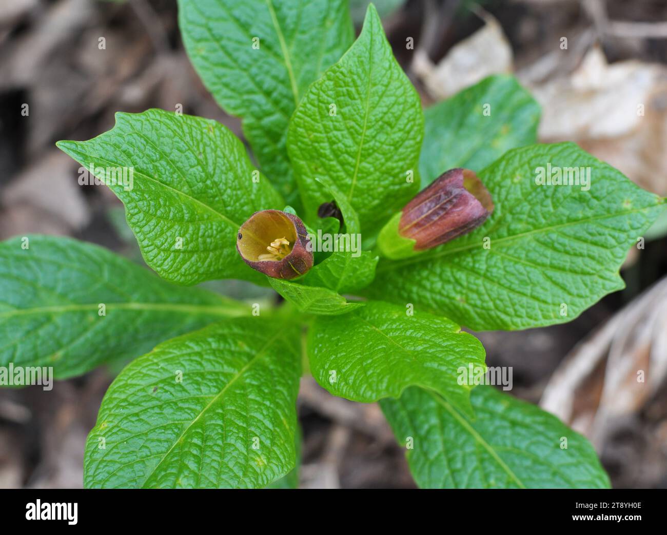 In the spring in the forest in the wild blooms rare plant Scopolia carniolica Stock Photo
