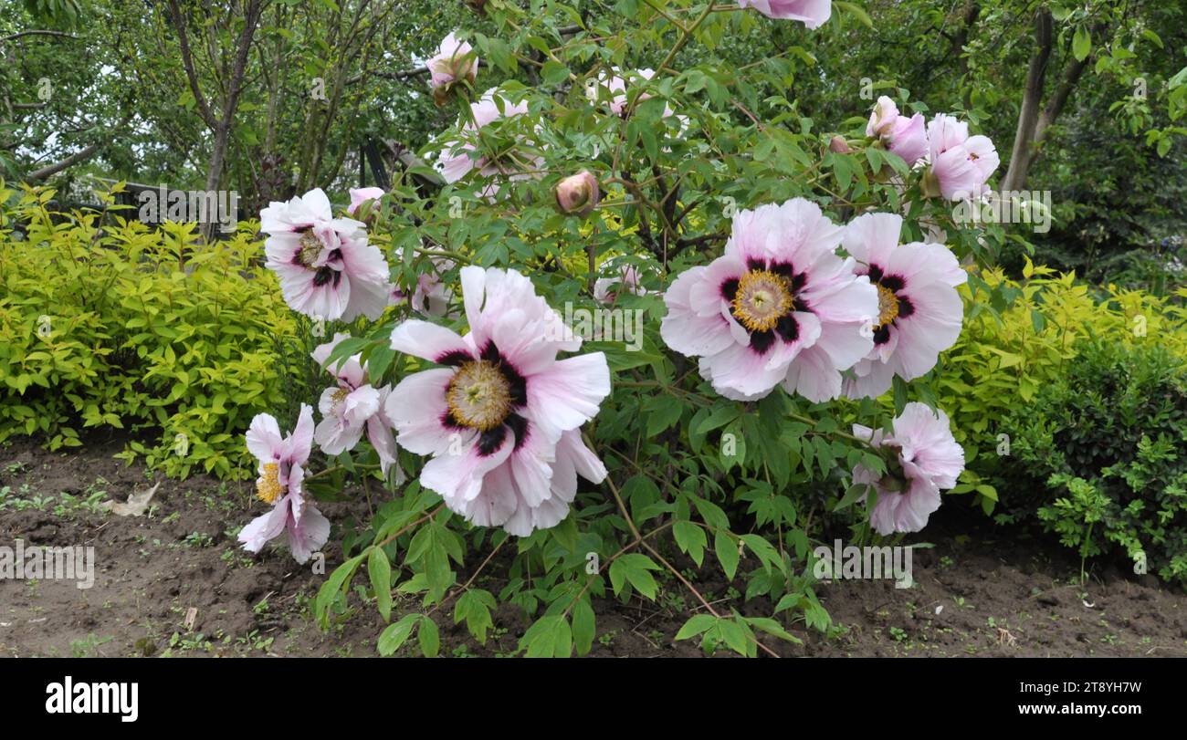 In the spring in the garden on the flowerbed peony tree-like (Paeonia suffruticosa). Stock Photo