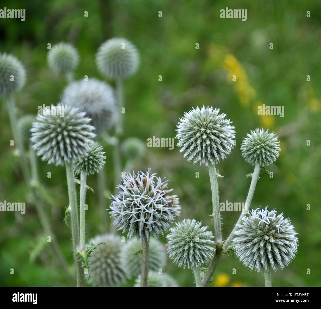 In the wild, the honey plant echinops sphaerocephalus blooms Stock ...