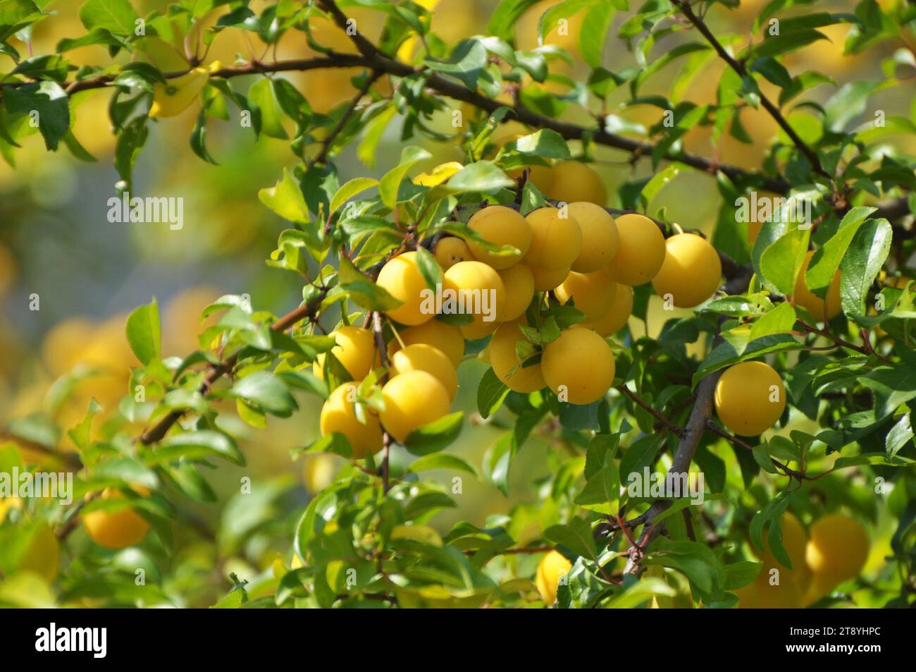 On the branches of the tree ripen fruits of plums (Prunus cerasifera). Stock Photo