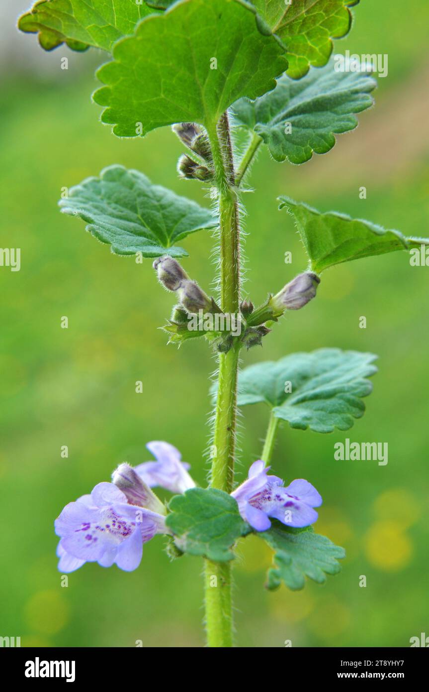 In spring, Glechoma hederacea grows and blooms in the wild Stock Photo