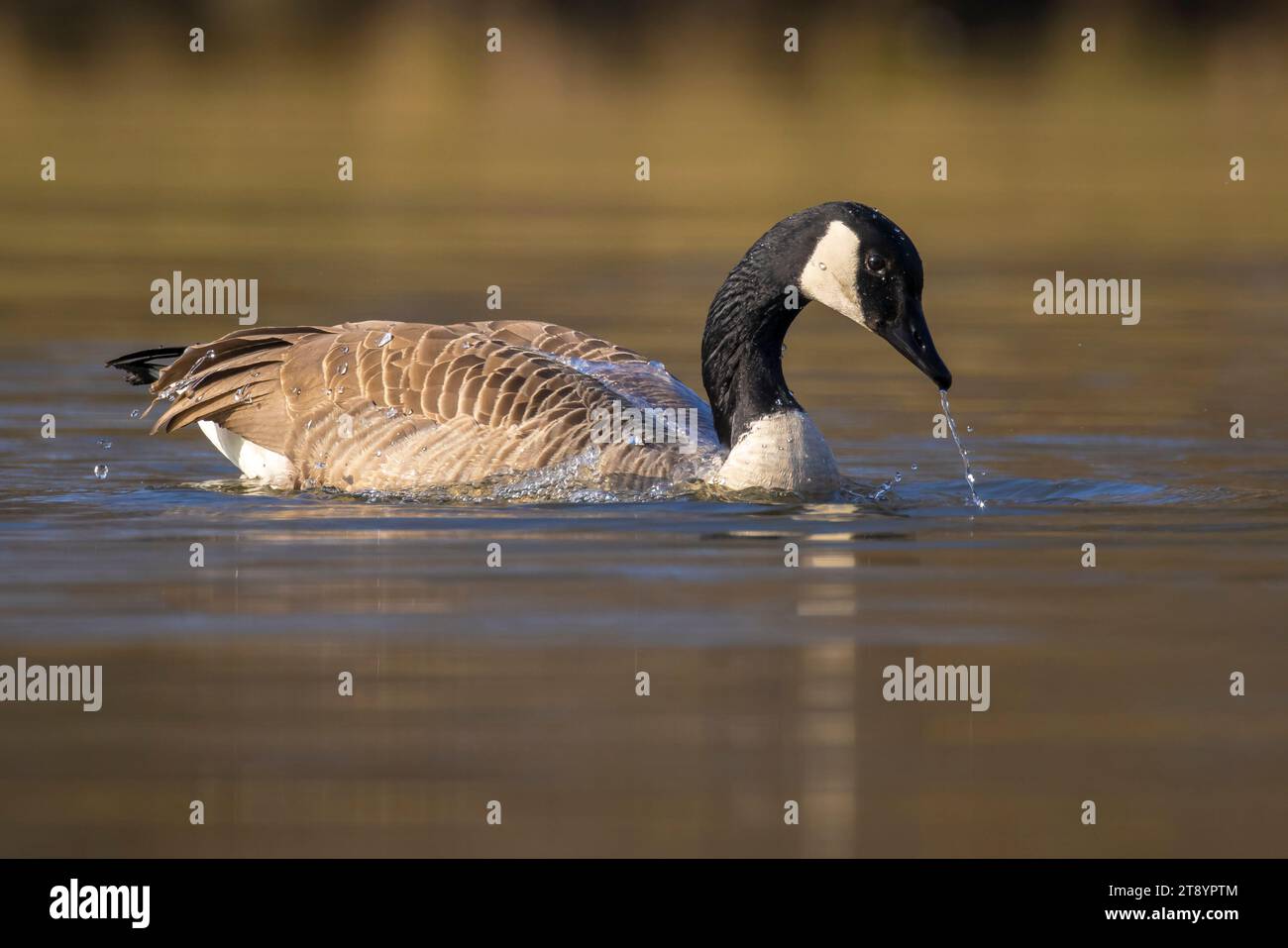 Canada goose washing 2025