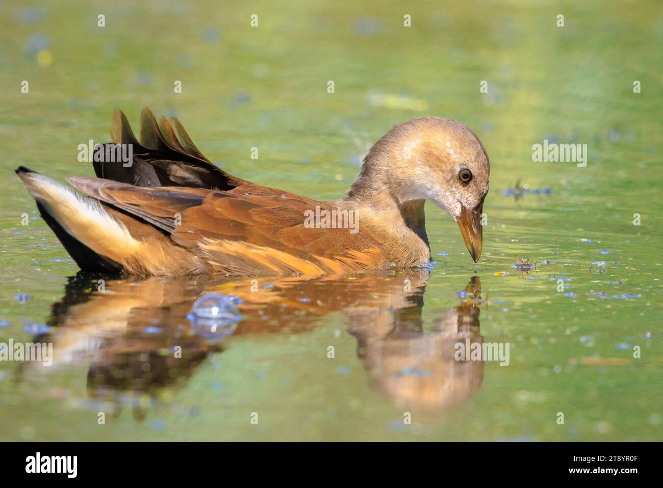 Close-up of a Young common moorhen, Gallinula chloropus, swimming in a pond on the water surface. The background is green, selective focus is used. Stock Photo