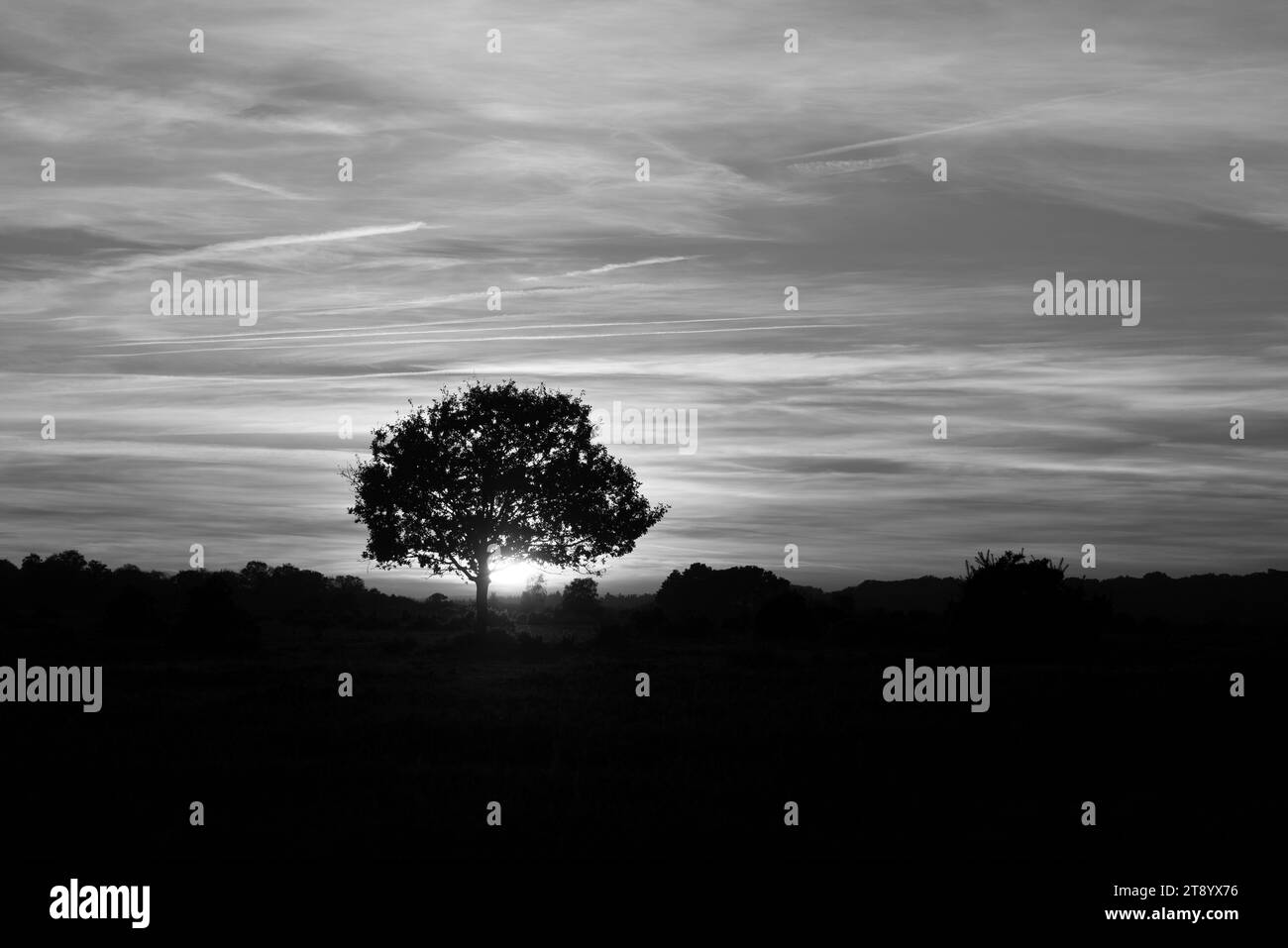 Small tree backlit by sunset in open landscape Stock Photo