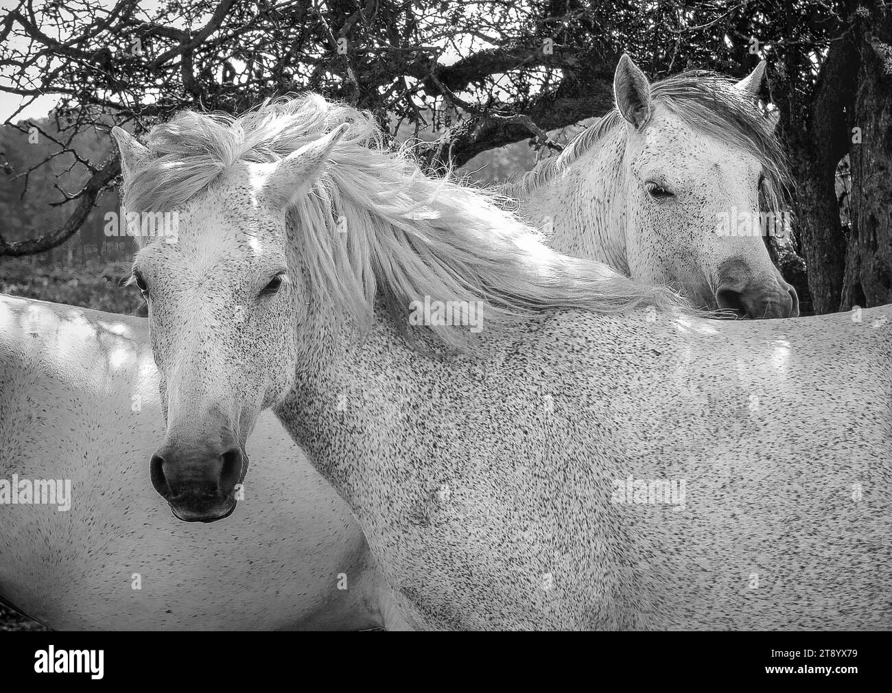 White horses posing like models Stock Photo Alamy