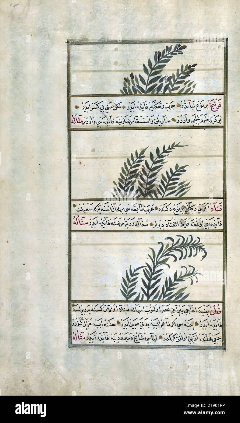 Turkish version of the Wonders of creation, A plant called fajankast (?), mint, and tragacanth, This is an Ottoman illuminated and illustrated Turkish version of ʿAjāʾib al-makhlūqāt (Wonders of creation) by Zakarīyā al-Qazwīnī (d. 692 AH / 1293 CE), made at the request of the Vizier Murtaza Paşa (Murtaḍá Pāshā) (fl. eleventh century AH / seventeenth CE). The codex was completed in 1121 AH / 1717 CE by Muḥammad ibn Muḥammad Shākir Rūzmah-ʾi Nāthānī. There are 444 paintings illustrating the text. The binding is not original to the manuscript Stock Photo