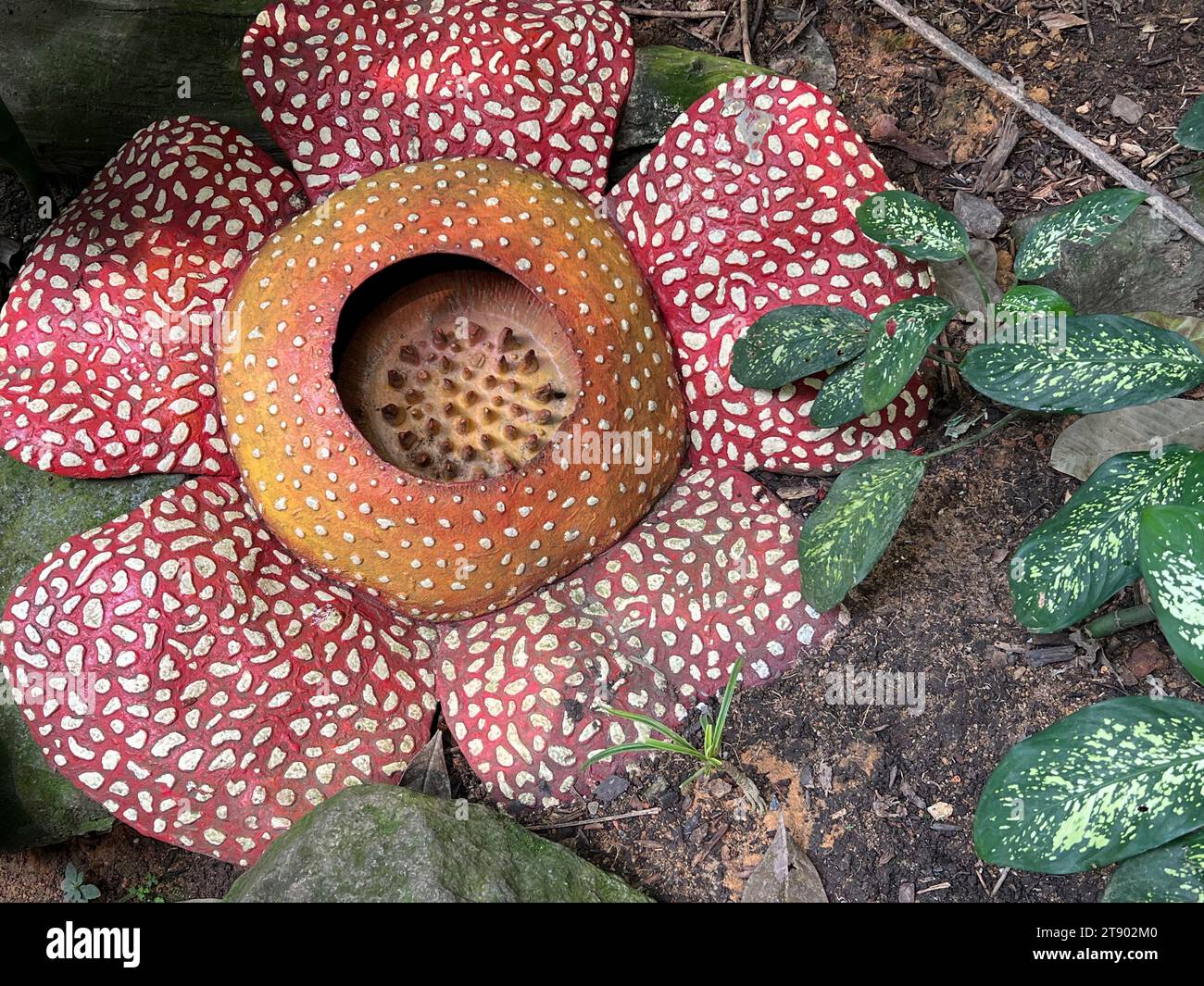 Singapur, Singapore. 02nd Oct, 2023. Rafflesias, the largest flowers in the world, photographed