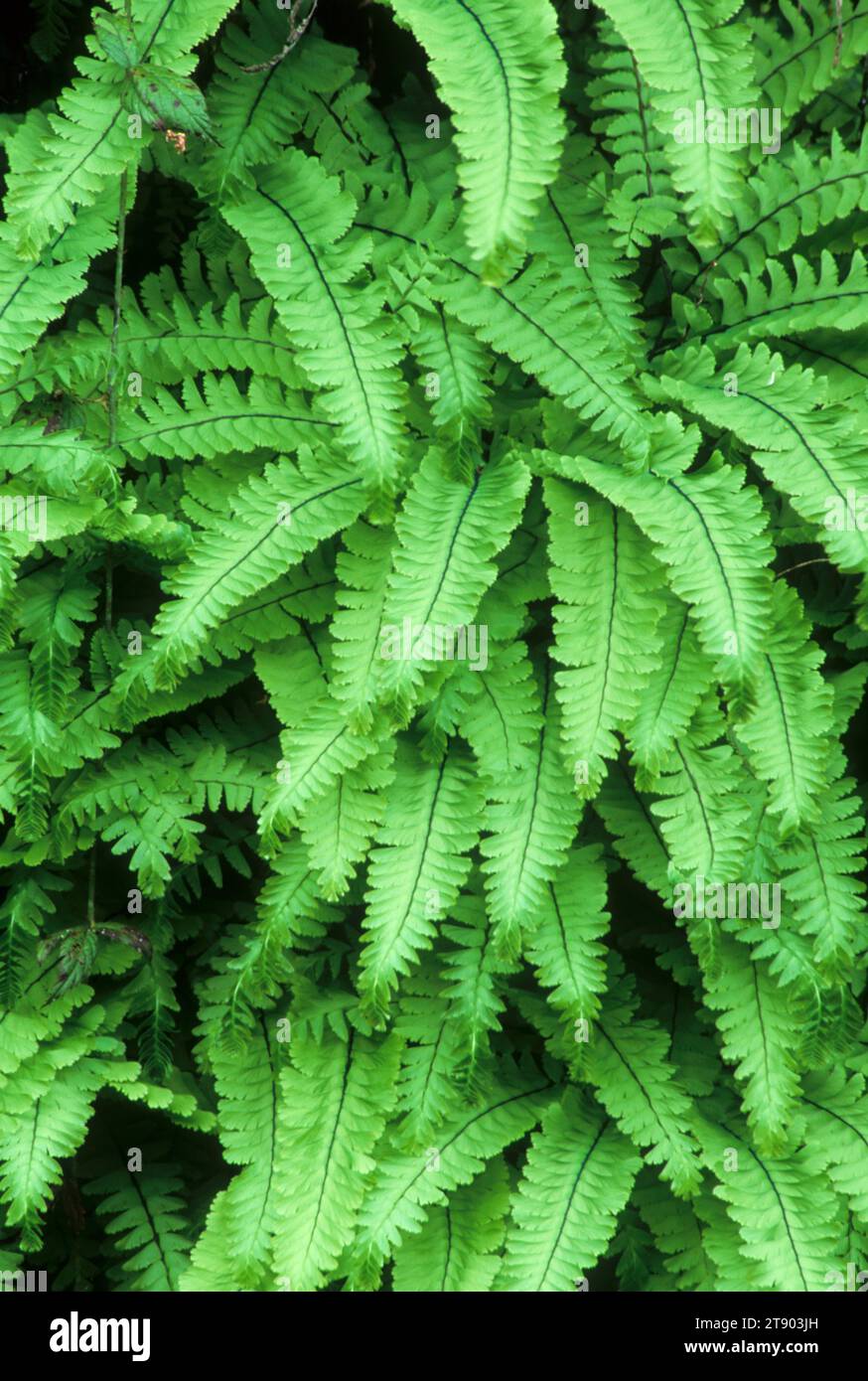 Maidenhair fern, Quartzville Creek Wild & Scenic River, Quartzville National Back Country Byway, Oregon Stock Photo