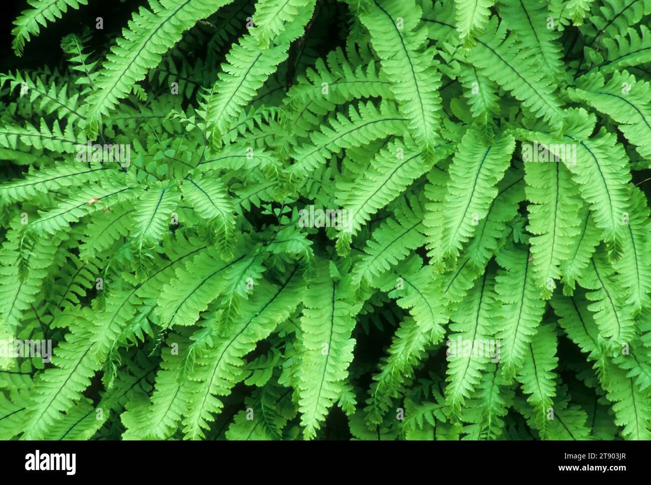Maidenhair fern, Quartzville Creek Wild & Scenic River, Quartzville National Back Country Byway, Oregon Stock Photo