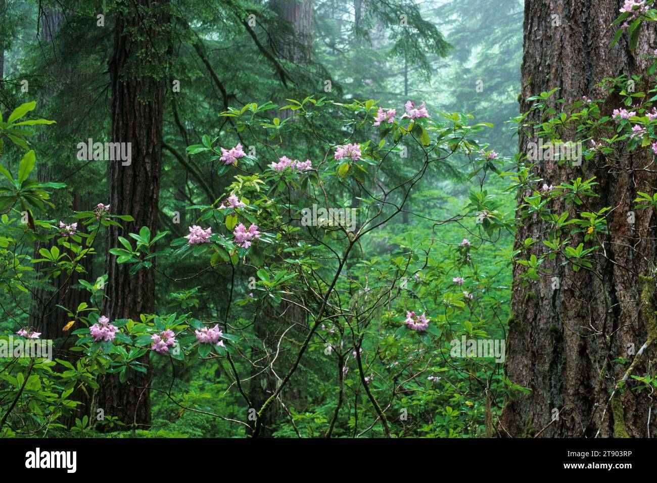 Ancient forest with Pacific rhododendron (Rhododendron macrophyllum), Quartzville Creek Wild & Scenic River, Oregon Stock Photo