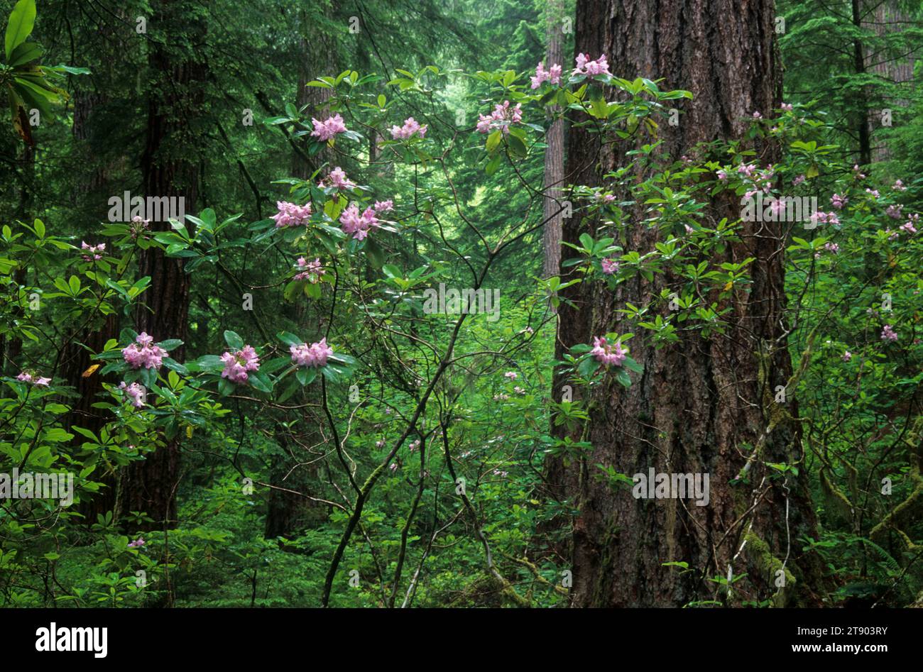 Ancient forest with Pacific rhododendron (Rhododendron macrophyllum), Quartzville Creek Wild & Scenic River, Oregon Stock Photo