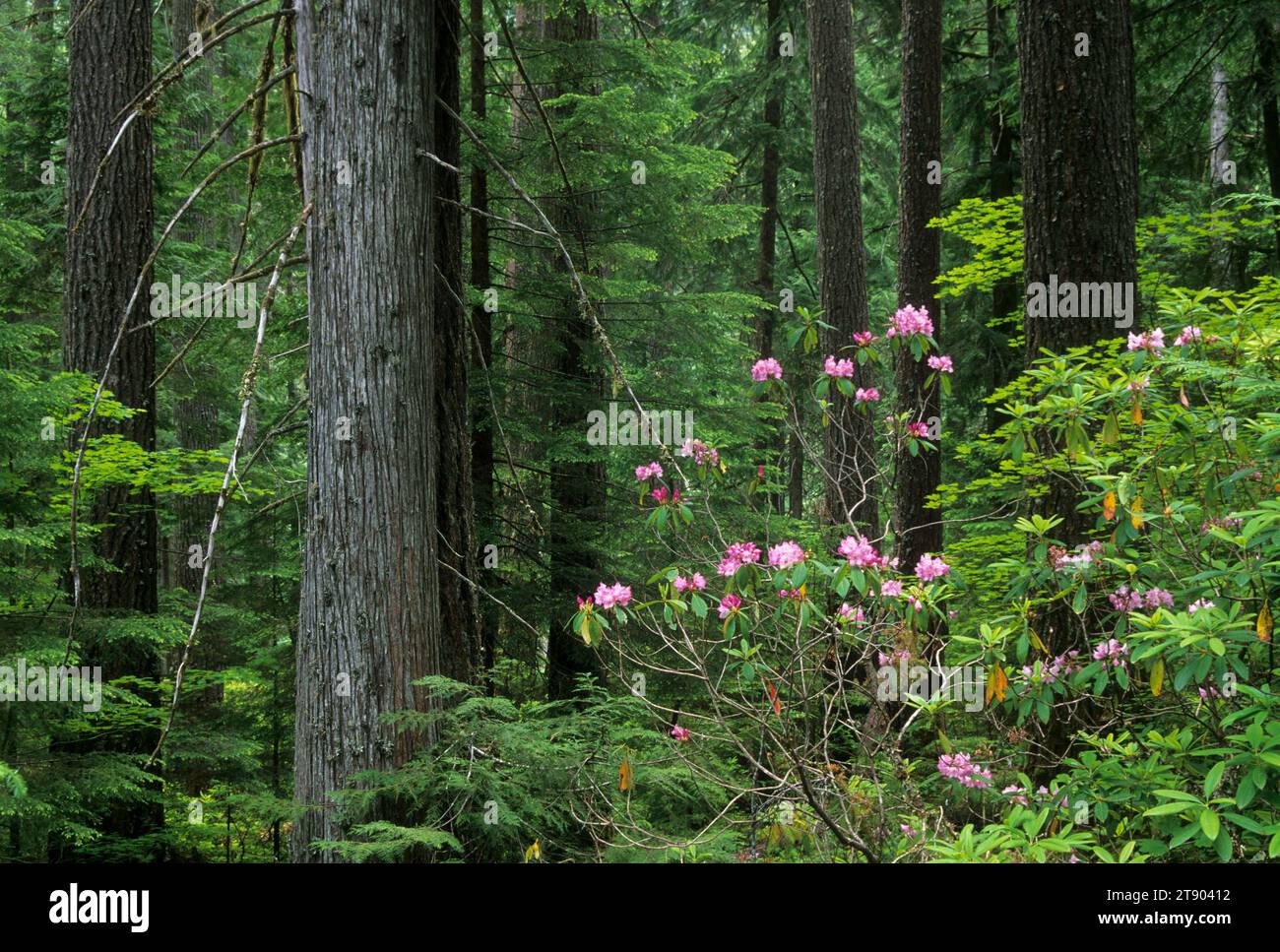 Oregon Native Rhododendron Pacific rhododendron (Rhododendron macrophyllum), Aufderheide National ...