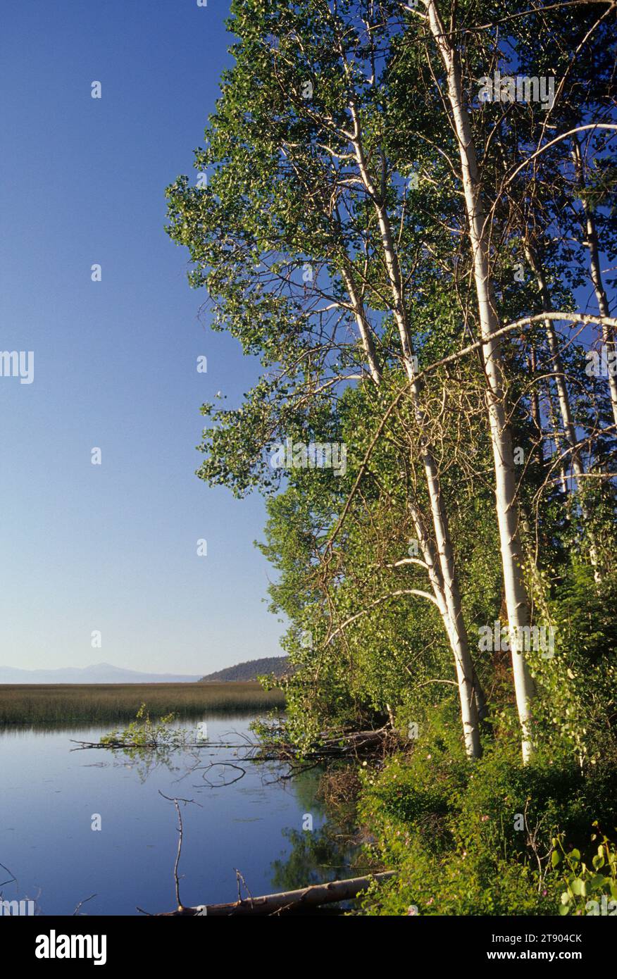Aspen on Shoalwater Bay Marsh, Klamath Wildlife Area, Oregon Stock