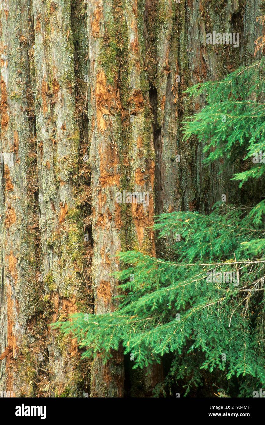 Worlds largest Port Orford cedar, Siskiyou National Forest, Oregon Stock Photo