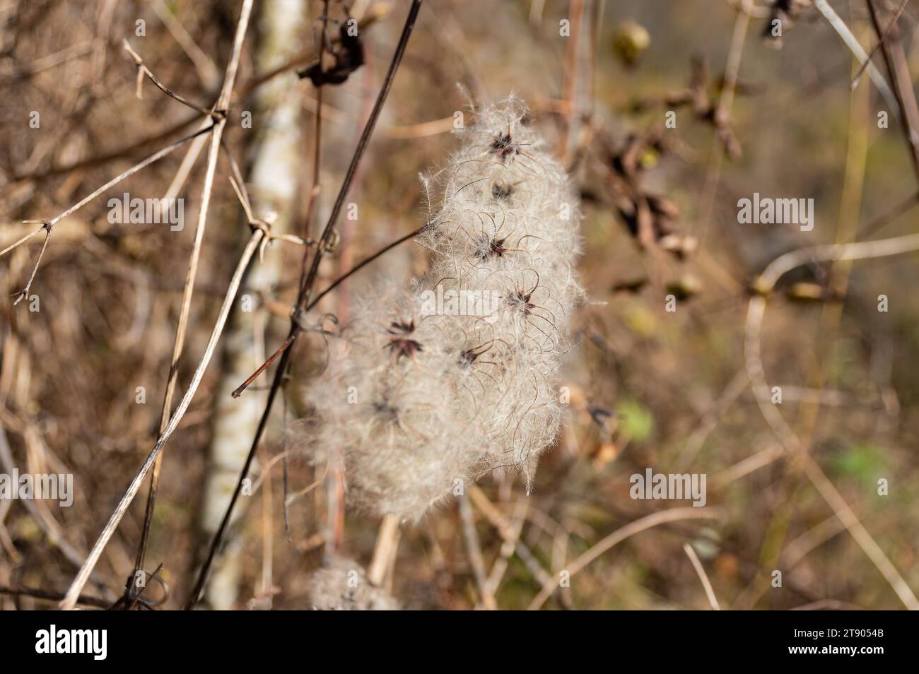 The seeds of a plant of Clematis vitalba (known as old man's beard and traveller's joy) as seen in the fall season near the Alps of northern Italy Stock Photo