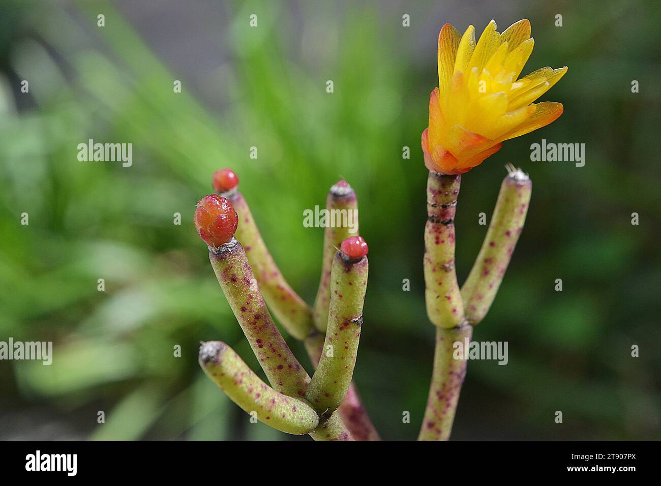 Dancing bonés is origin in Brazil and is one of the few species of cacti that does not have spines and its flowers measure up to 2cm in length. Stock Photo
