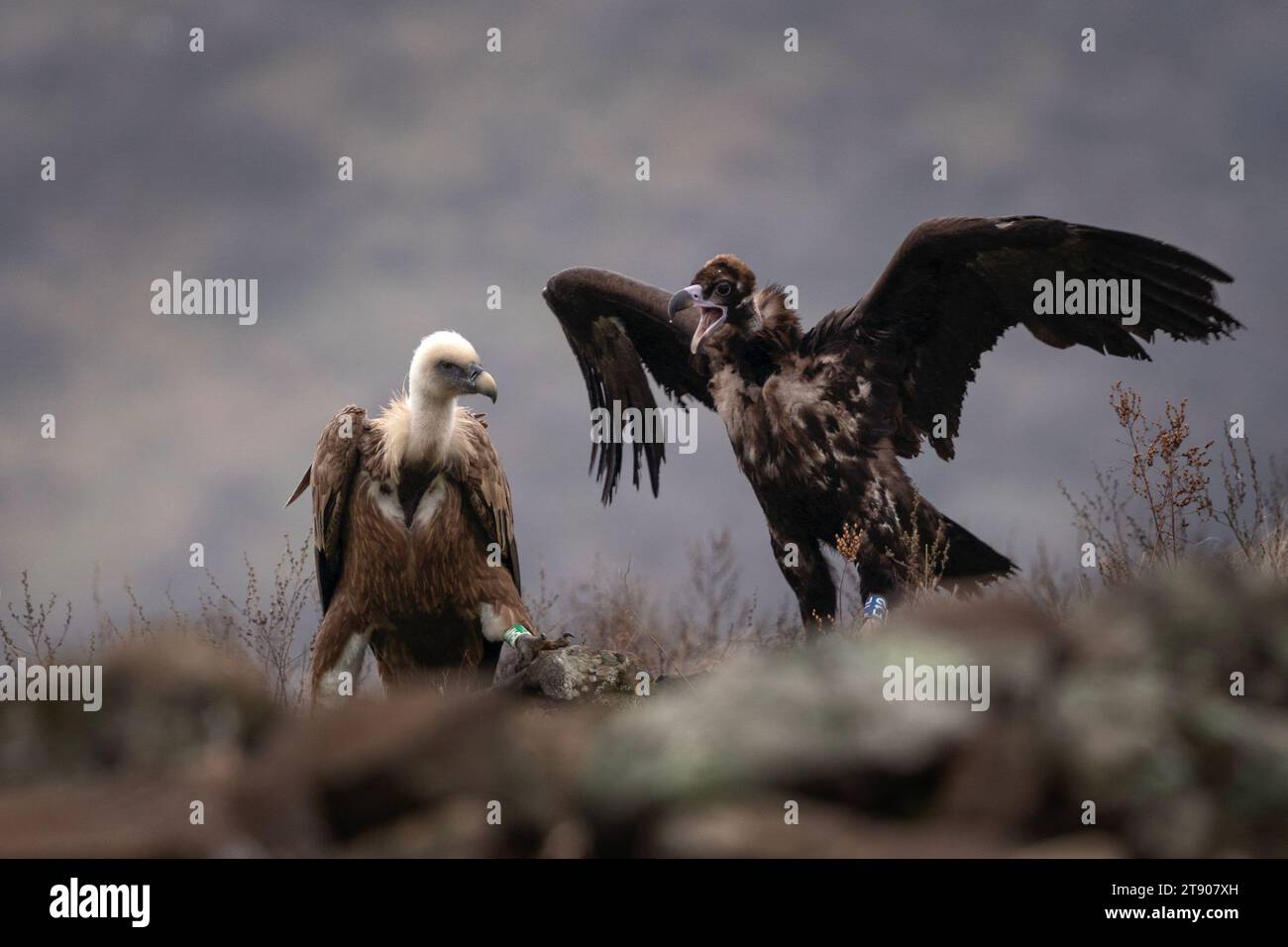 Griffon vulture is fighting with black vulture in Rhodope mountains. Gyps fulvus and aegypius monachus were reintroduce in Bulgaria. Ornithology durin Stock Photo