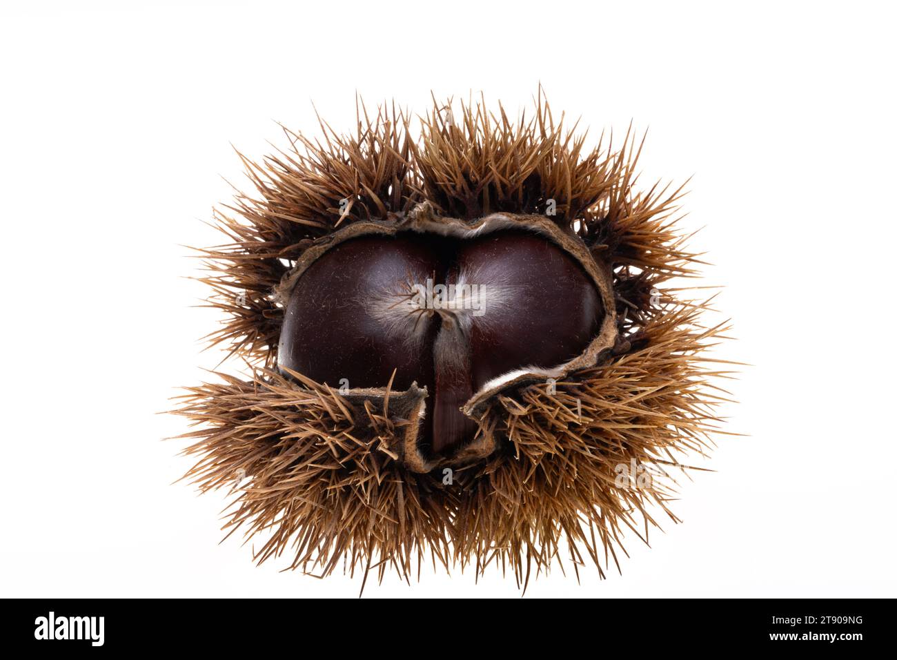 edible chestnuts isolated on white background Stock Photo